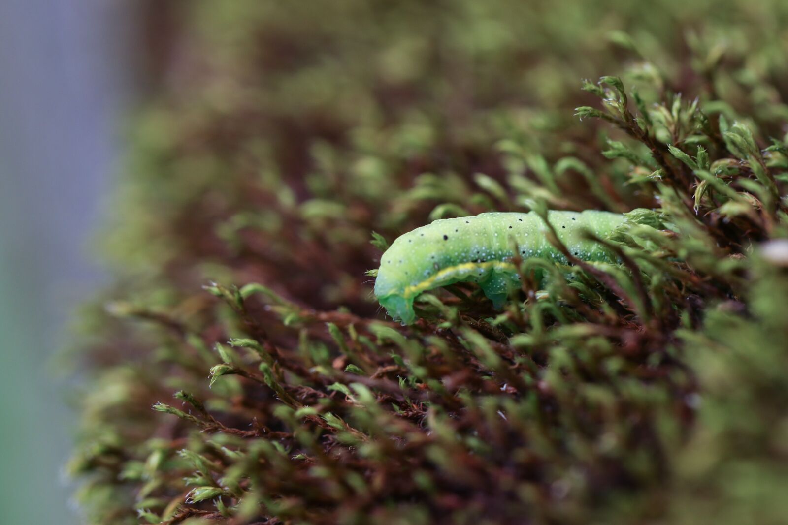 Canon EOS 7D Mark II sample photo. Larva, caterpillar, nature photography