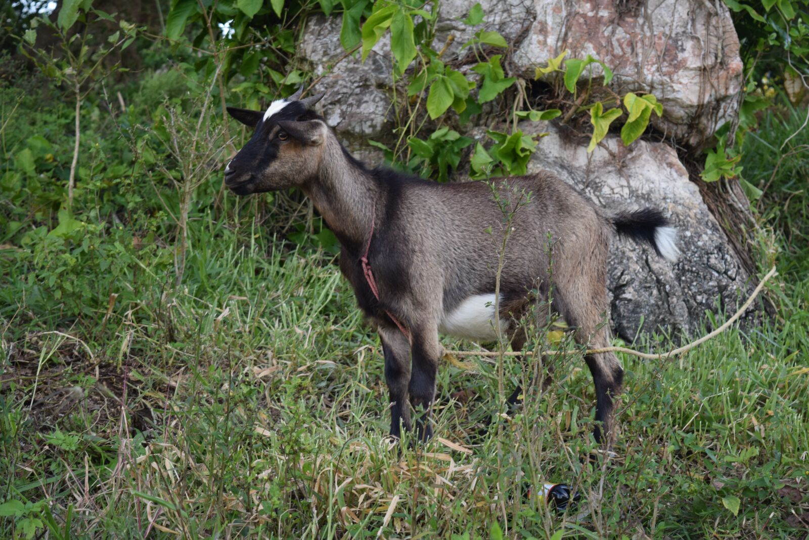 Nikon D3300 sample photo. Goat, kid, animal photography