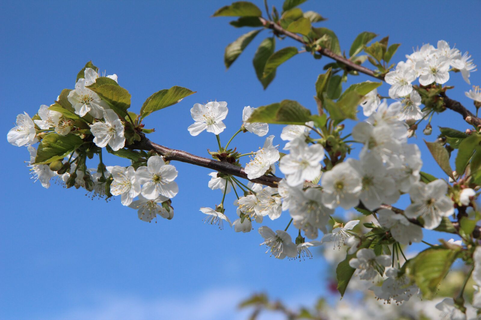 Canon EOS 600D (Rebel EOS T3i / EOS Kiss X5) + Sigma 12-24mm f/4.5-5.6 EX DG ASPHERICAL HSM + 1.4x sample photo. Cherry, fruit tree, flowering photography