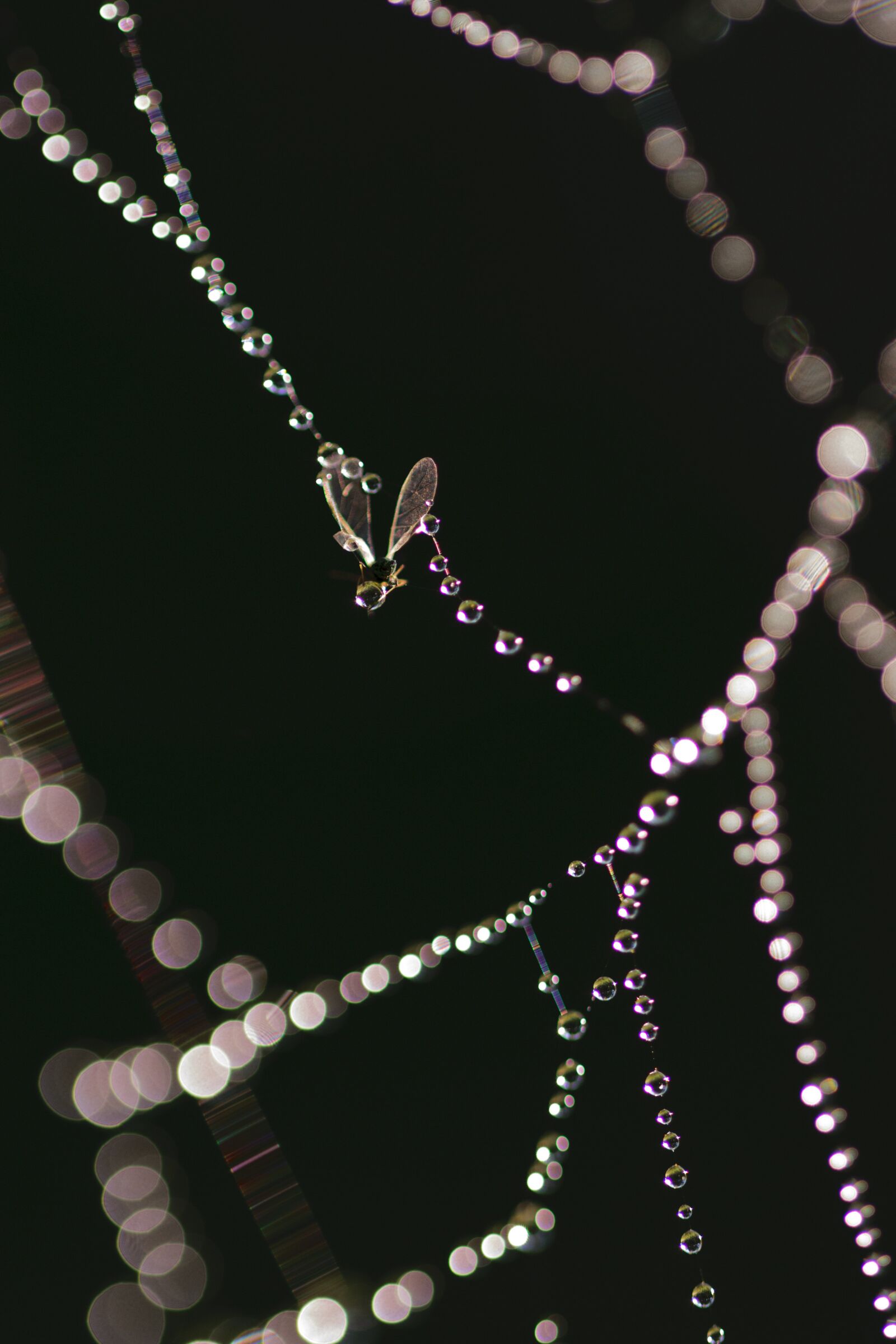 Nikon D5300 sample photo. Necklace, jewelry, abstract photography