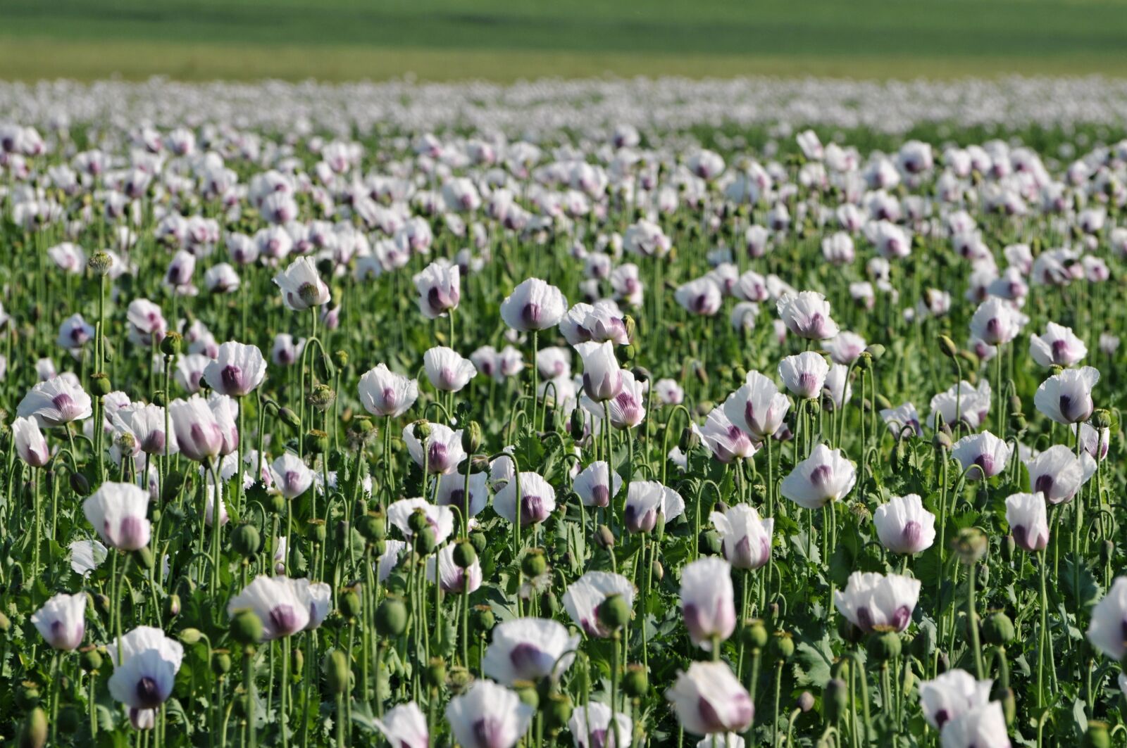 Nikon D300 sample photo. Poppy, white poppy, flowers photography