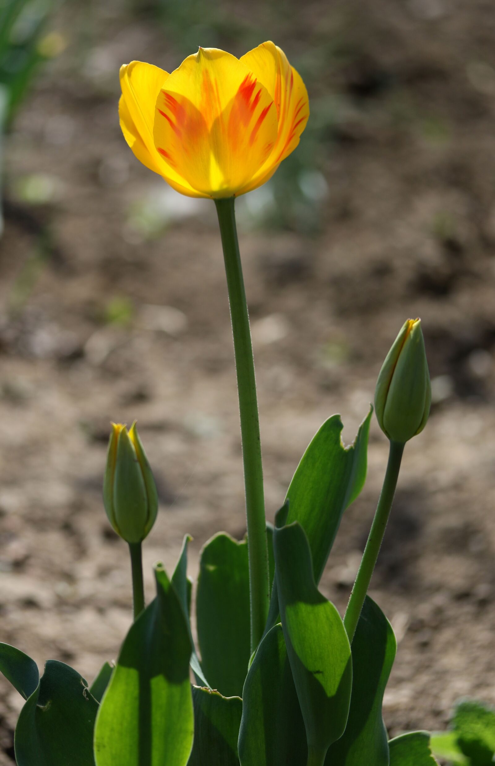 Canon EF-S 60mm F2.8 Macro USM sample photo. Tulip, yellow, flowers photography