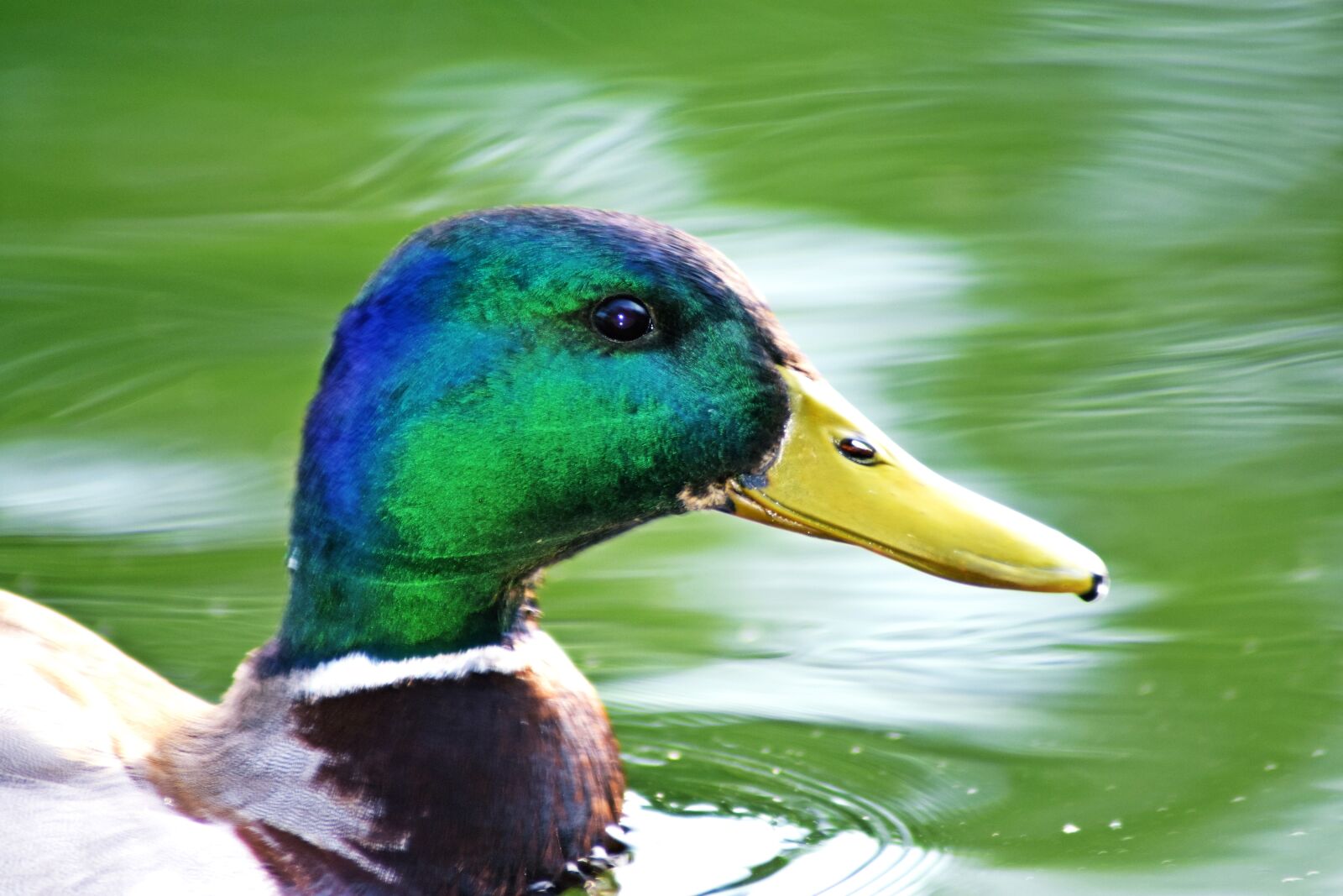 Nikon D3400 sample photo. Portrait, mallard duck, duck photography