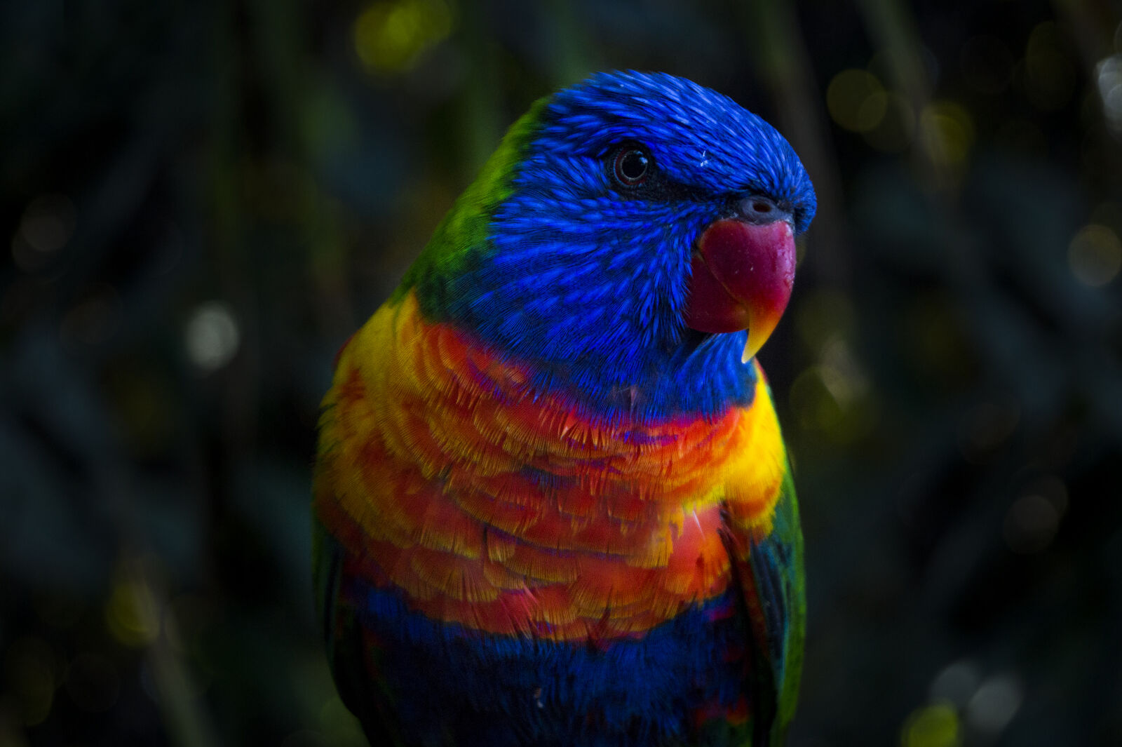 Sony DT 18-55mm F3.5-5.6 SAM II sample photo. Nature, bird, animal, animals photography