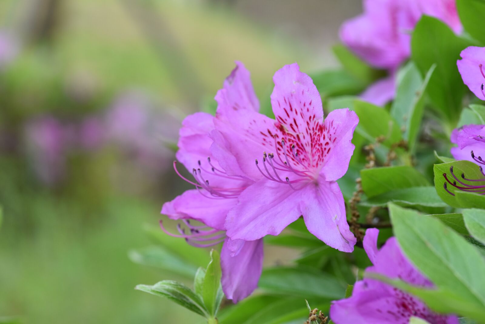 Nikon D810 sample photo. Azaleas flower, pink azaleas photography