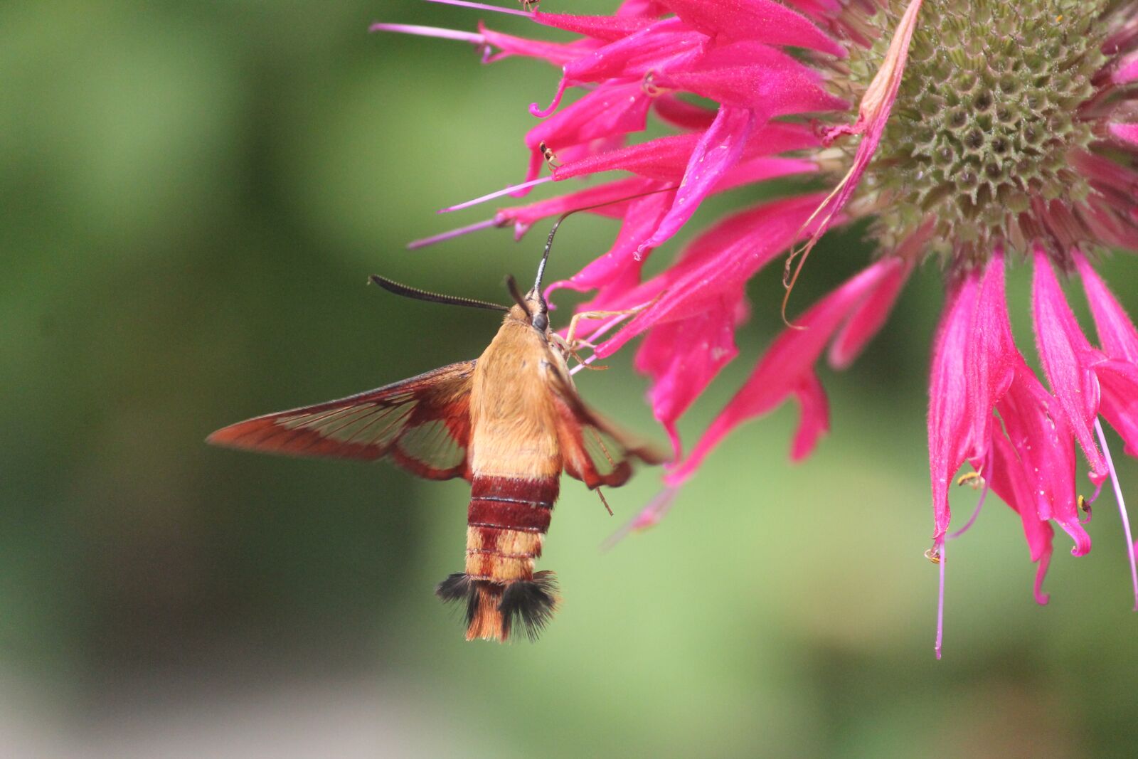 Canon EOS 1100D (EOS Rebel T3 / EOS Kiss X50) + Canon EF-S 55-250mm F4-5.6 IS II sample photo. Hummingbird moth, insects, moth photography