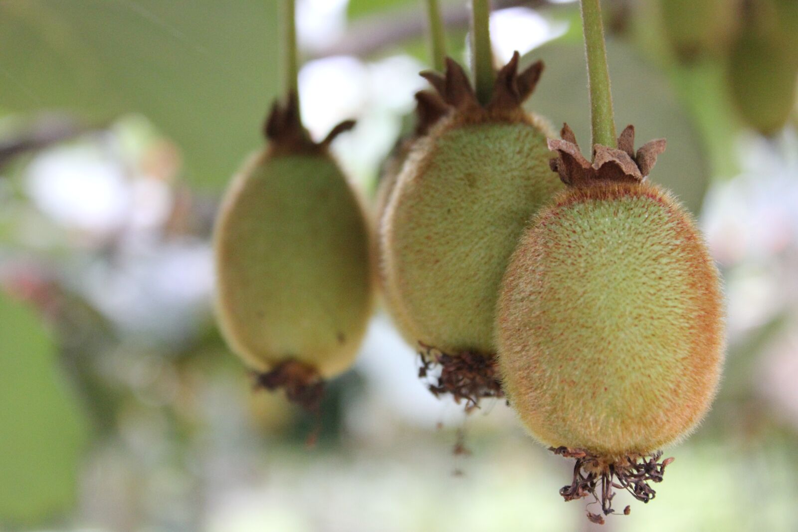 Canon EOS 550D (EOS Rebel T2i / EOS Kiss X4) sample photo. Kiwi fruit, fruits, kiwi photography