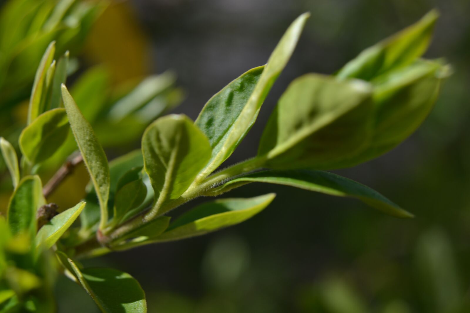 Nikon D3100 sample photo. Spring, tree, leaves photography