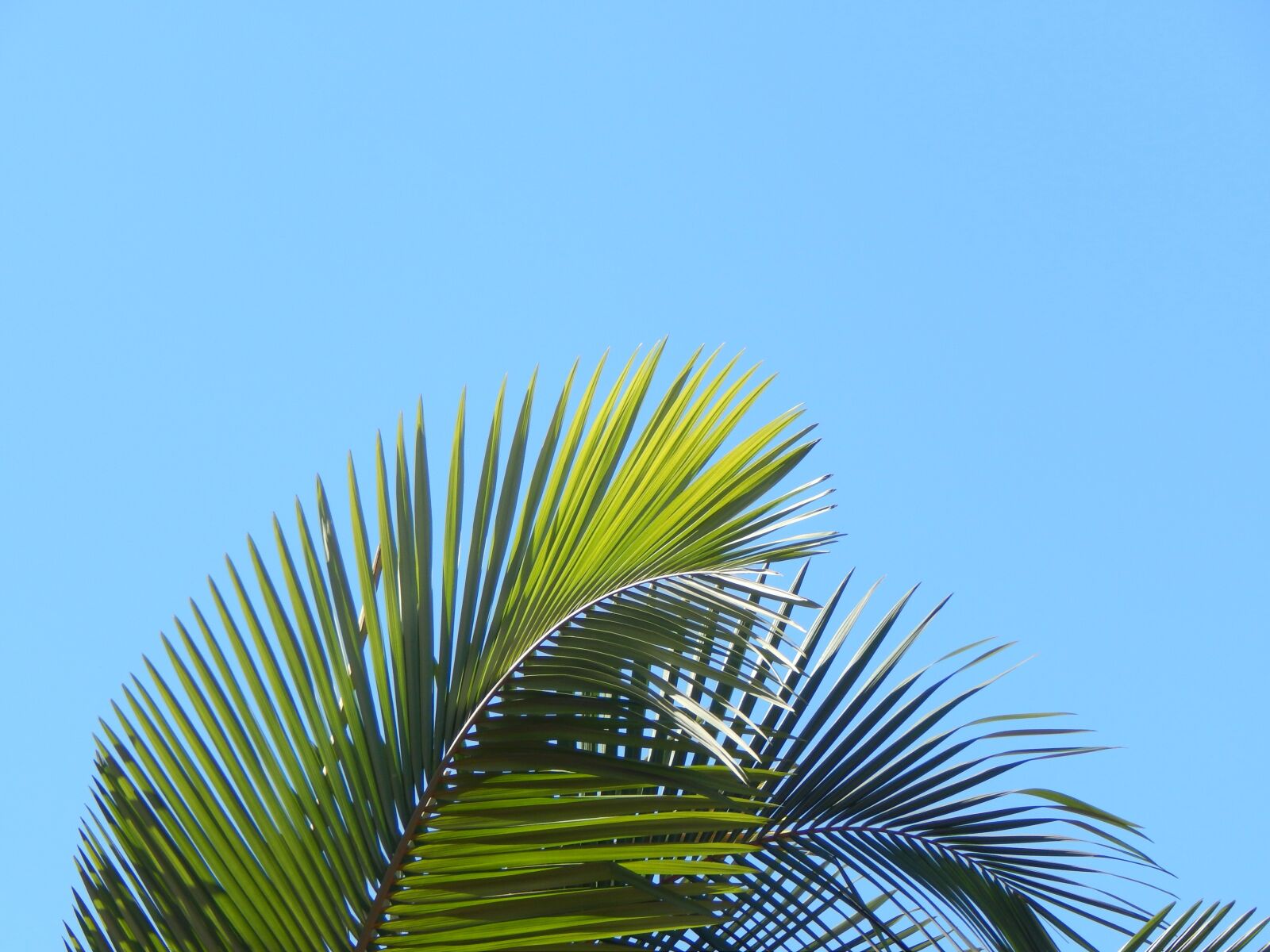 Nikon Coolpix L820 sample photo. Leaves, palmas, new photography