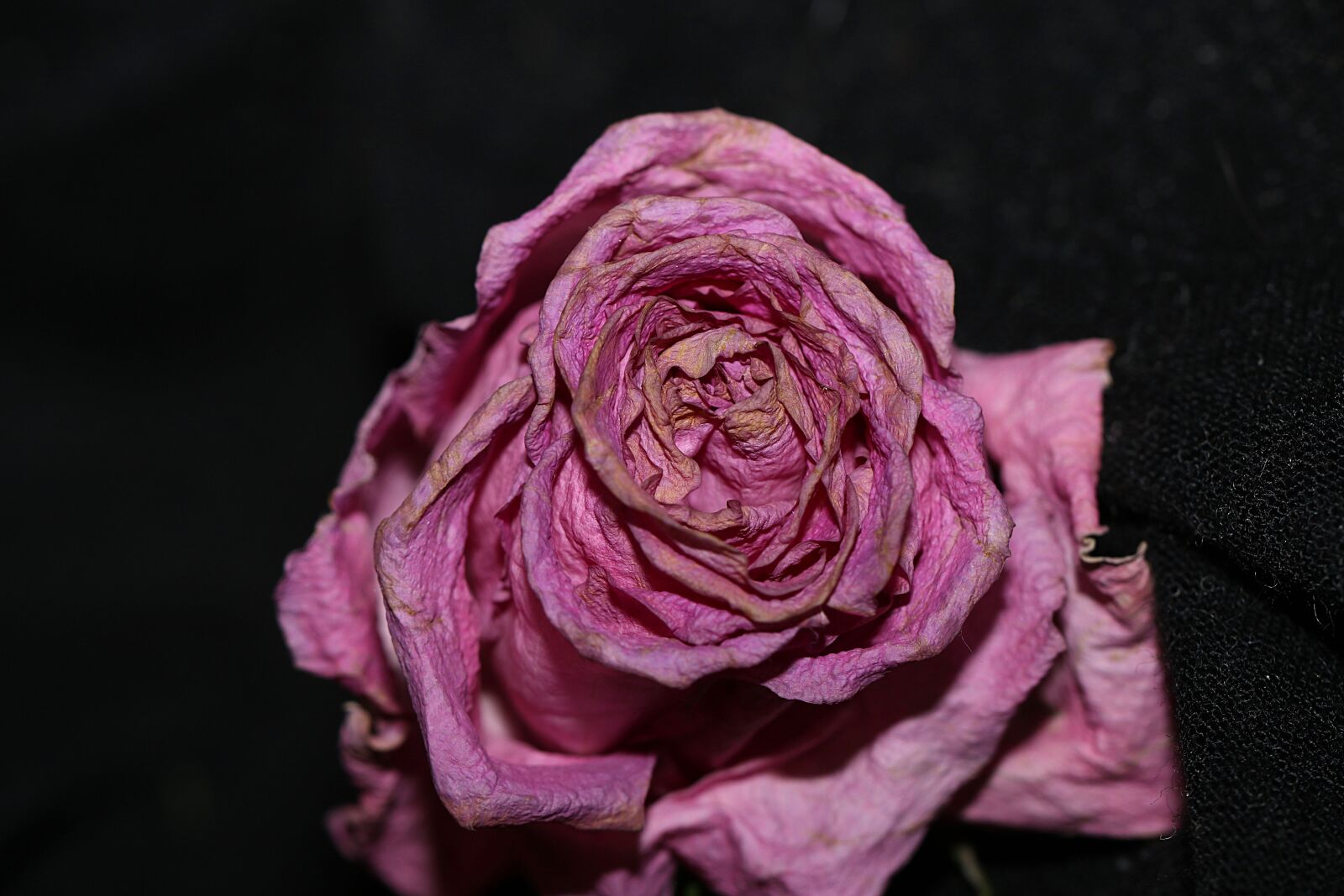 Canon EOS 7D Mark II sample photo. Flower, rose, petal photography