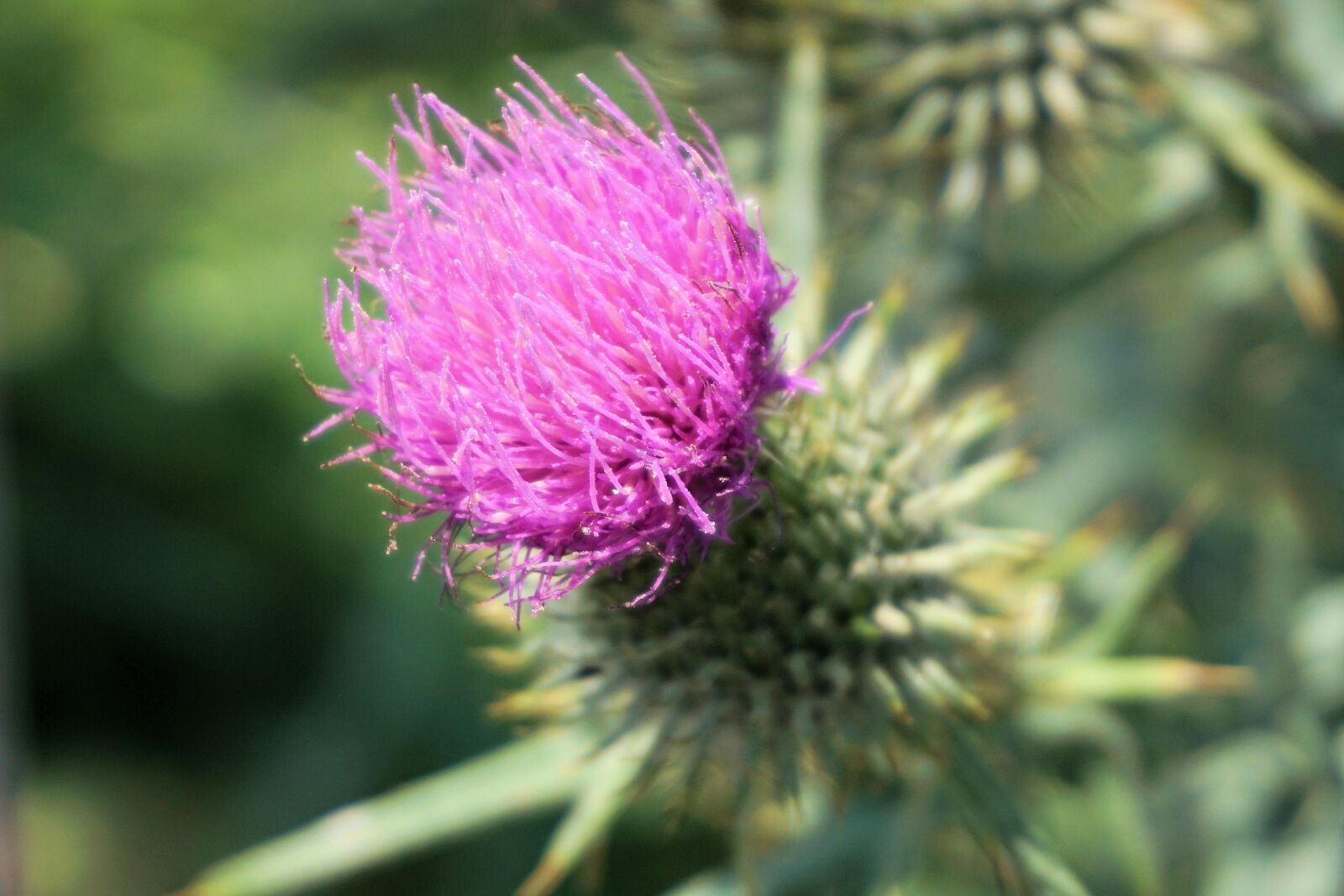 Sony a6000 sample photo. Flower, thistle, blossom photography