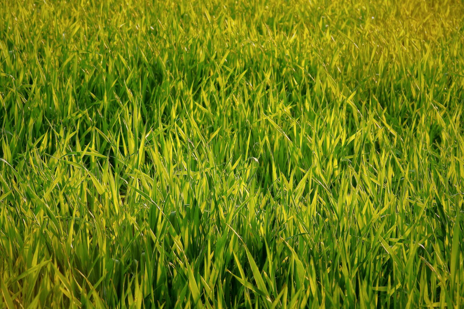 Nikon Coolpix P900 sample photo. Corn, spring, field photography