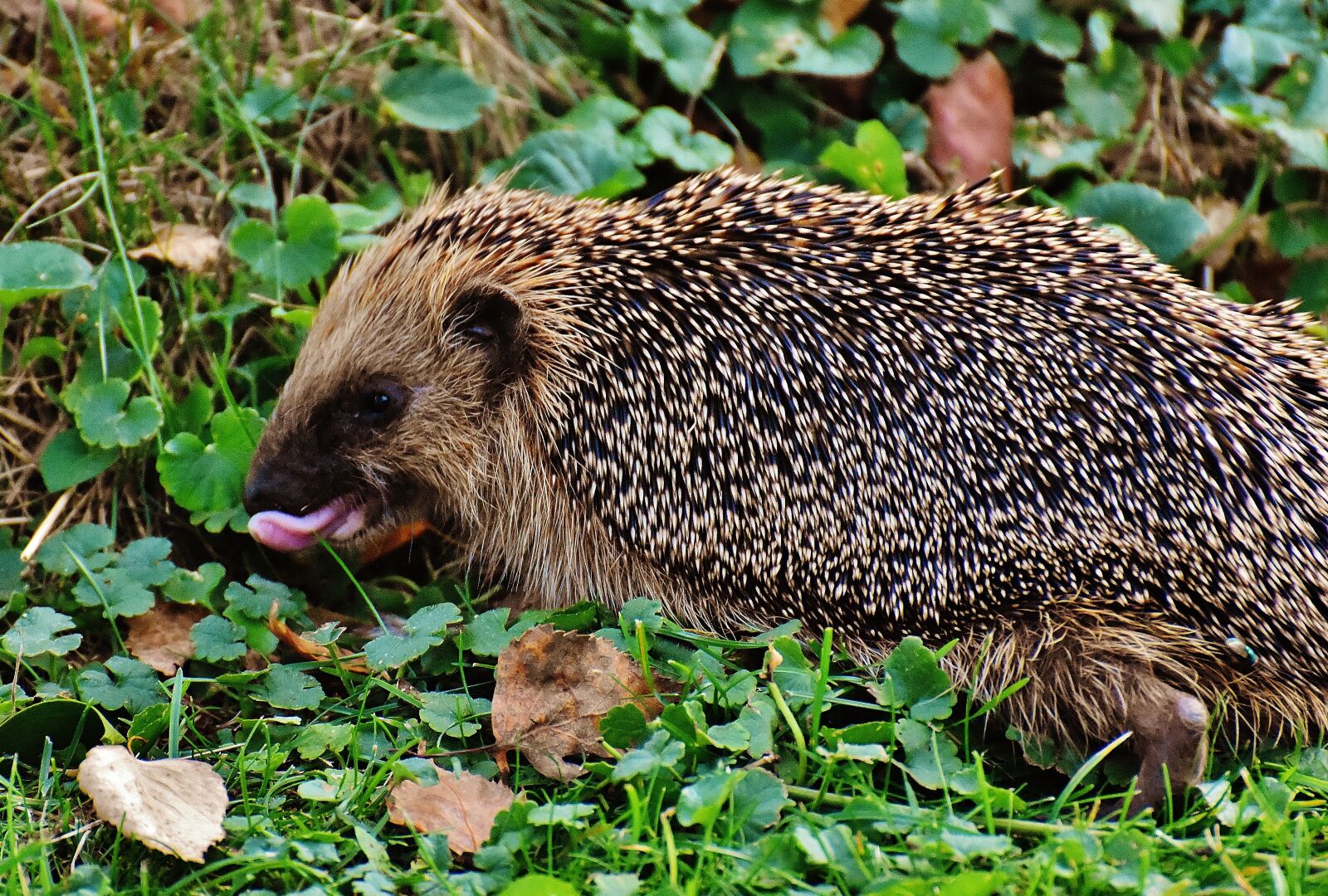 Nikon D7200 sample photo. Hedgehog, animal, spur photography