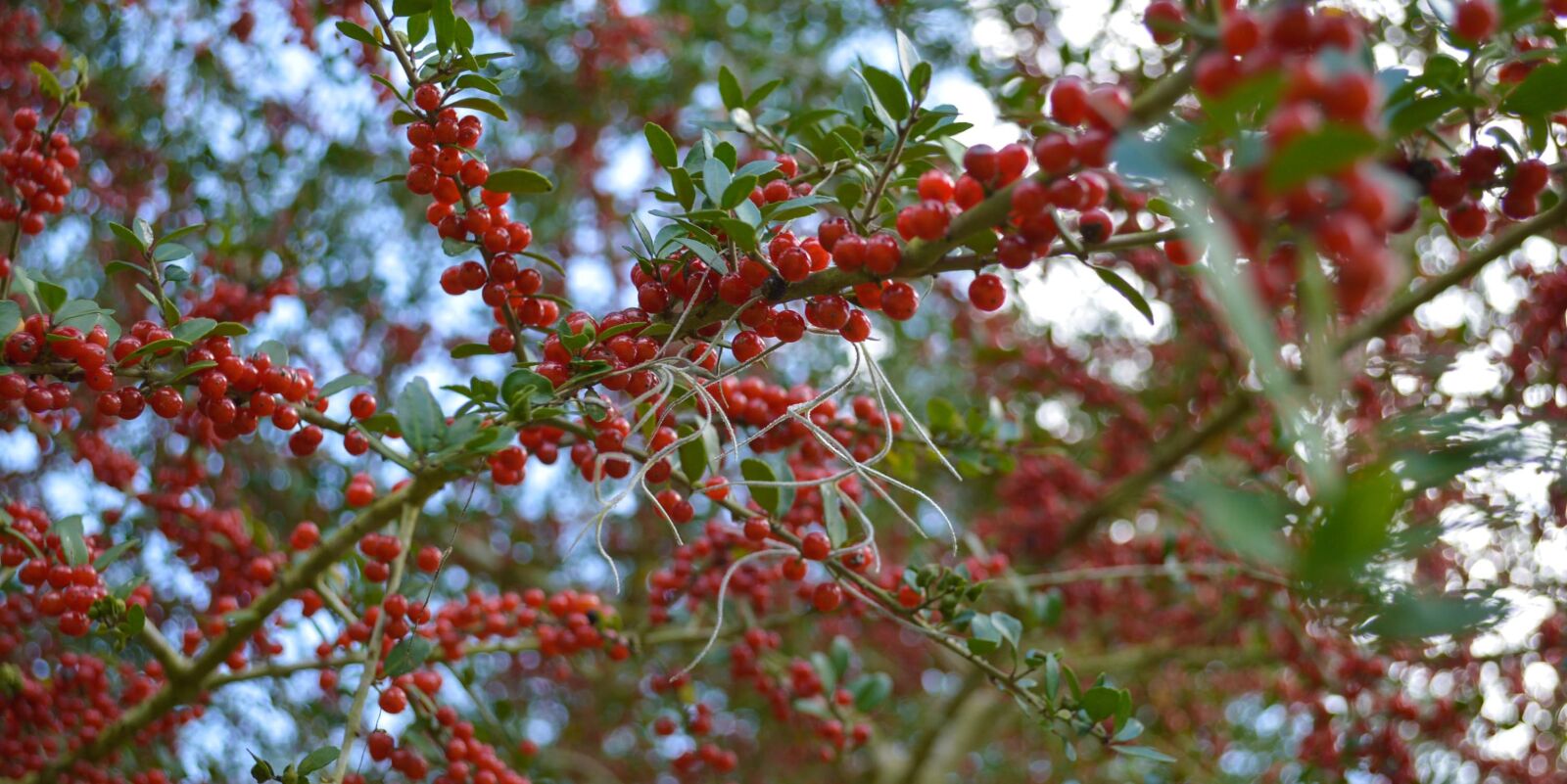 Nikon D3200 sample photo. Berries, red berries, nature photography