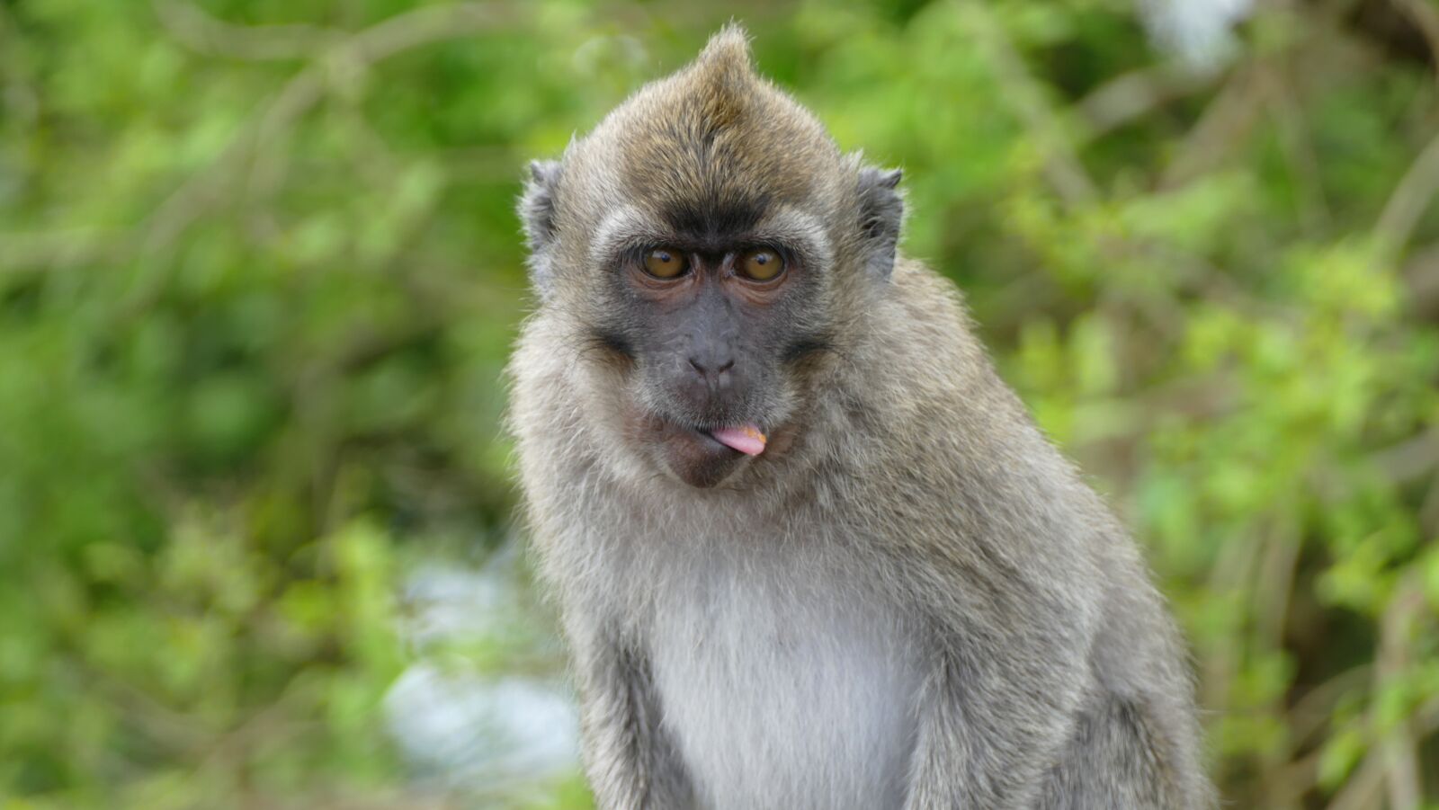 Panasonic Lumix DMC-FZ1000 sample photo. Monkey, ape, mauritius photography