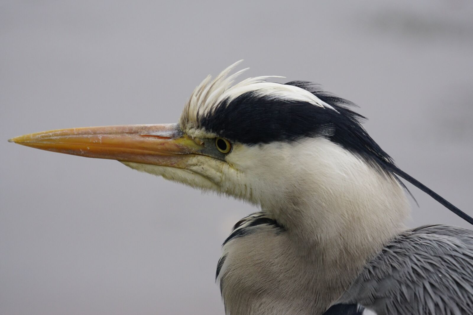 Sony ILCA-77M2 + Sony 70-400mm F4-5.6 G SSM sample photo. Heron, grey heron, eastern photography