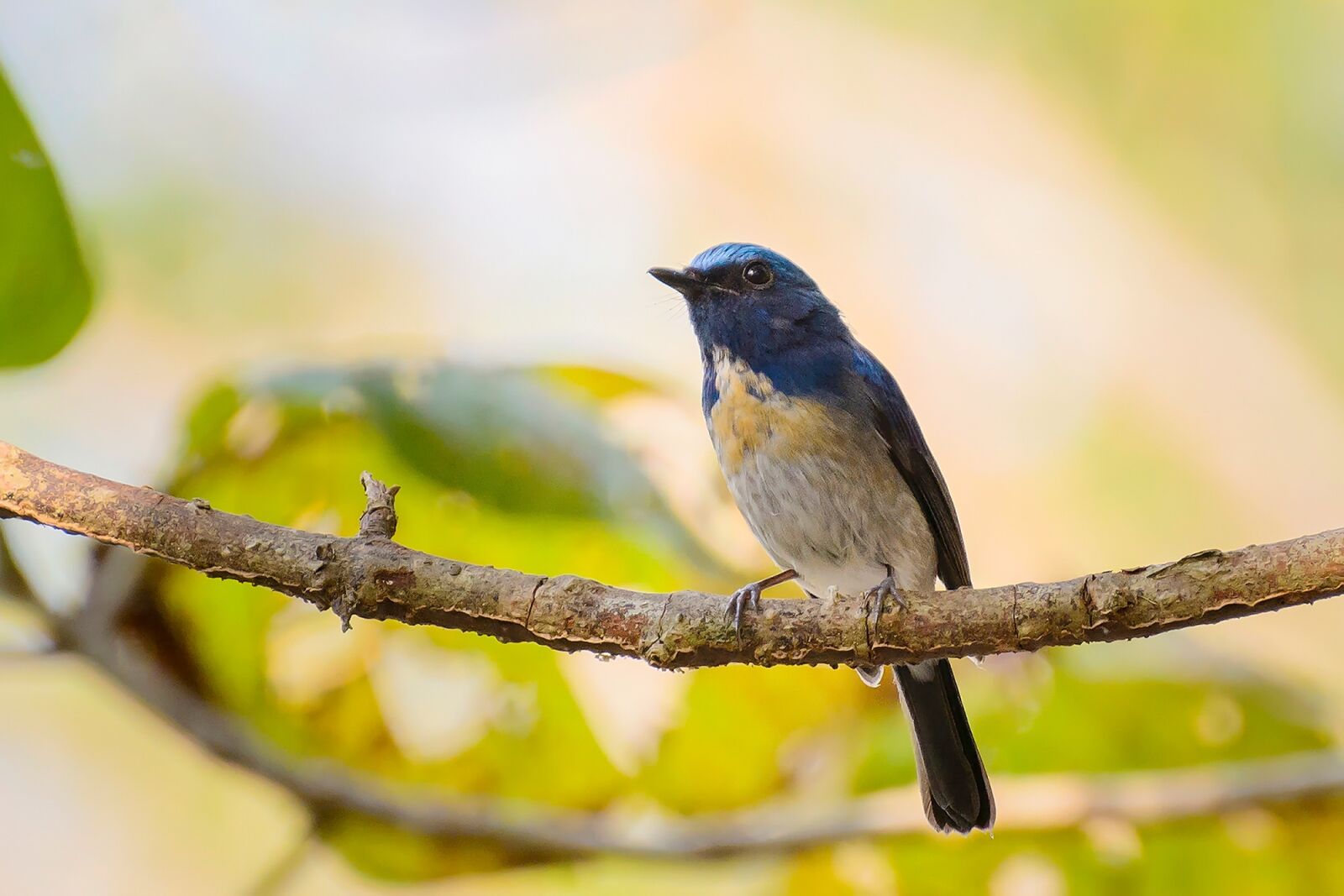 Nikon D7100 sample photo. Nature, birds, colors photography