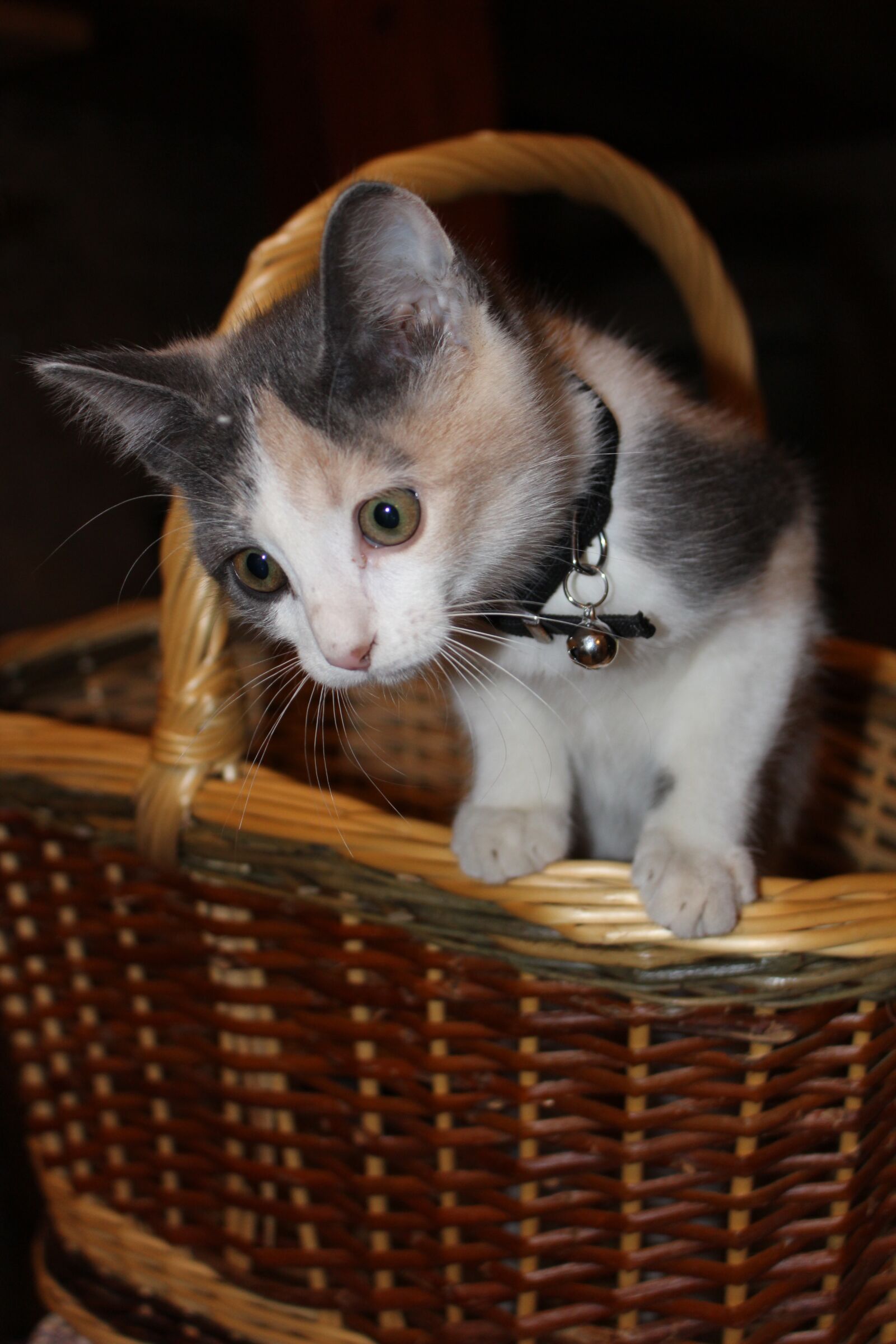 Canon EOS 700D (EOS Rebel T5i / EOS Kiss X7i) sample photo. Cat, kitten, cute photography