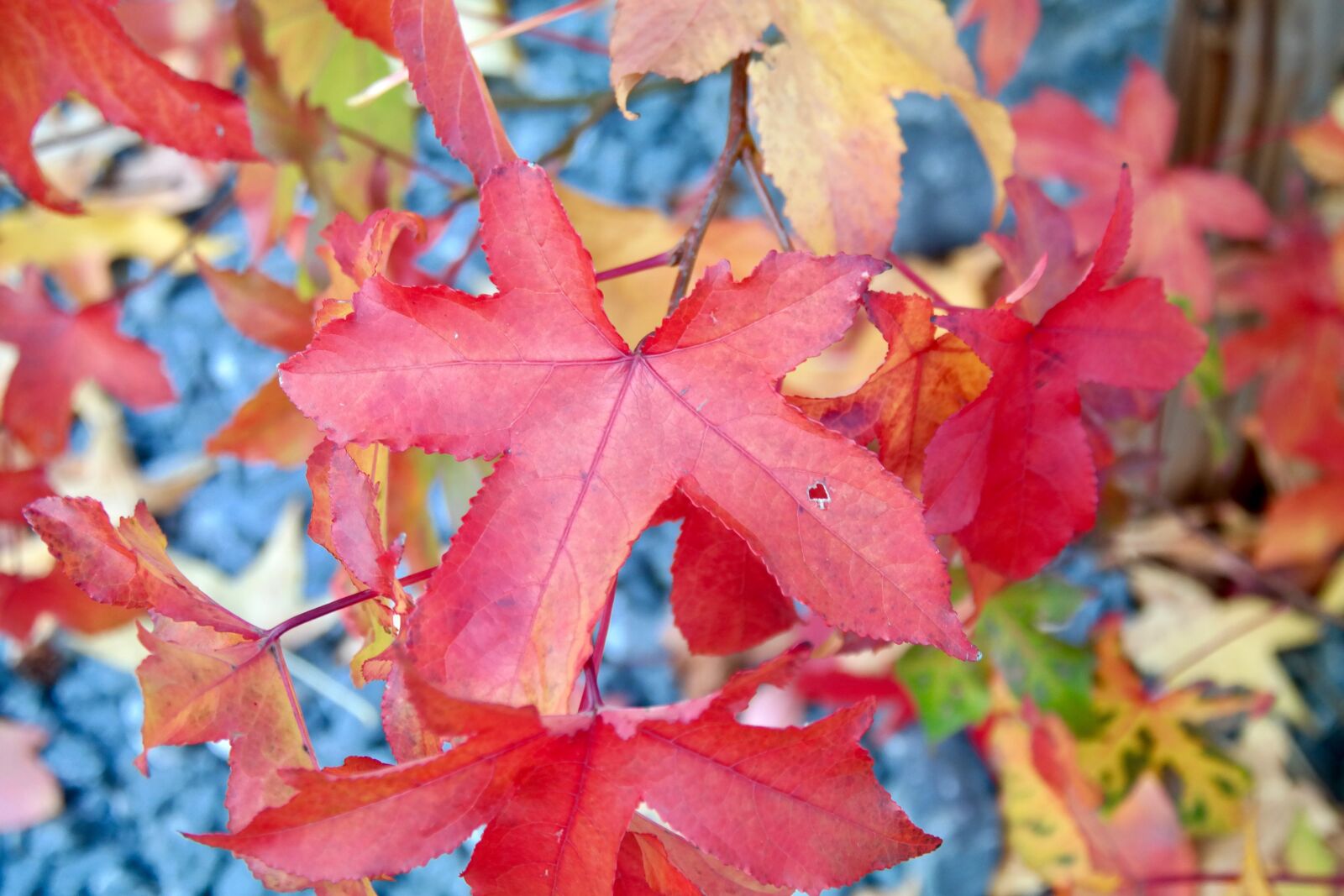 Samsung NX300 sample photo. Autumn, fall foliage, red photography