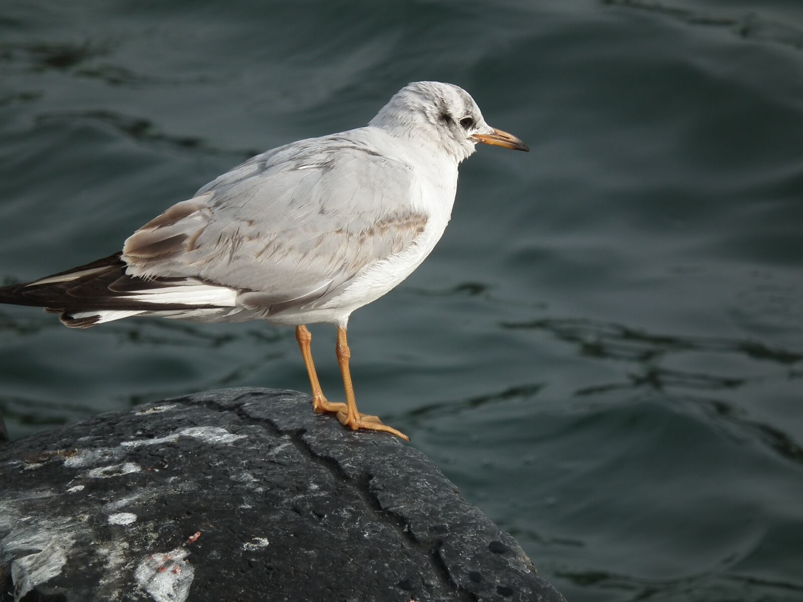 FujiFilm FinePix HS10 (FinePix HS11) sample photo. Marine, bird, seagull photography