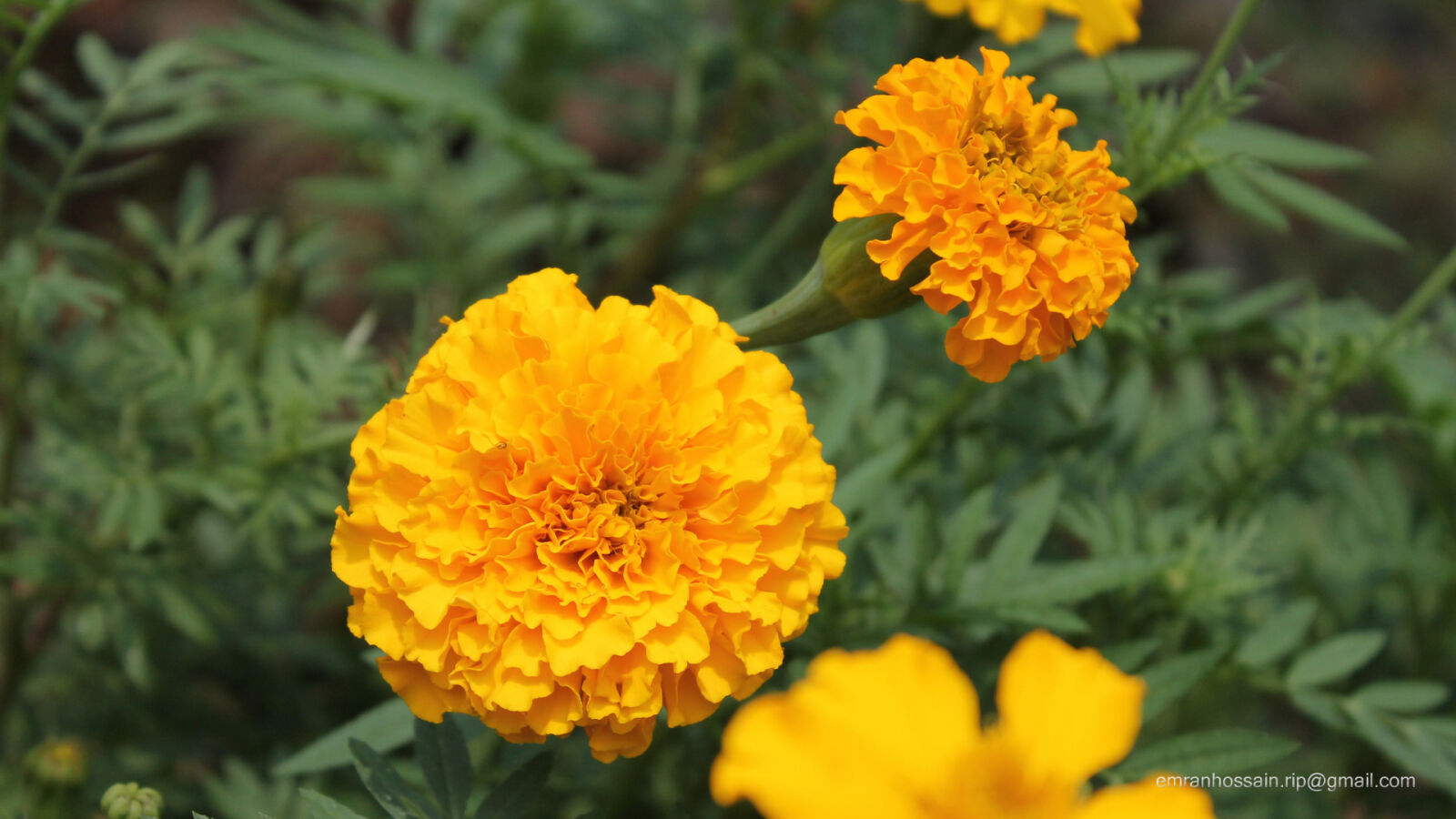 Canon EOS 1100D (EOS Rebel T3 / EOS Kiss X50) sample photo. Nature, nice, wallpaper photography