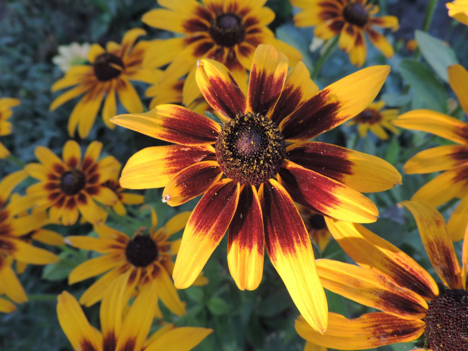 Nikon Coolpix P520 sample photo. Flowers, garden, nature photography