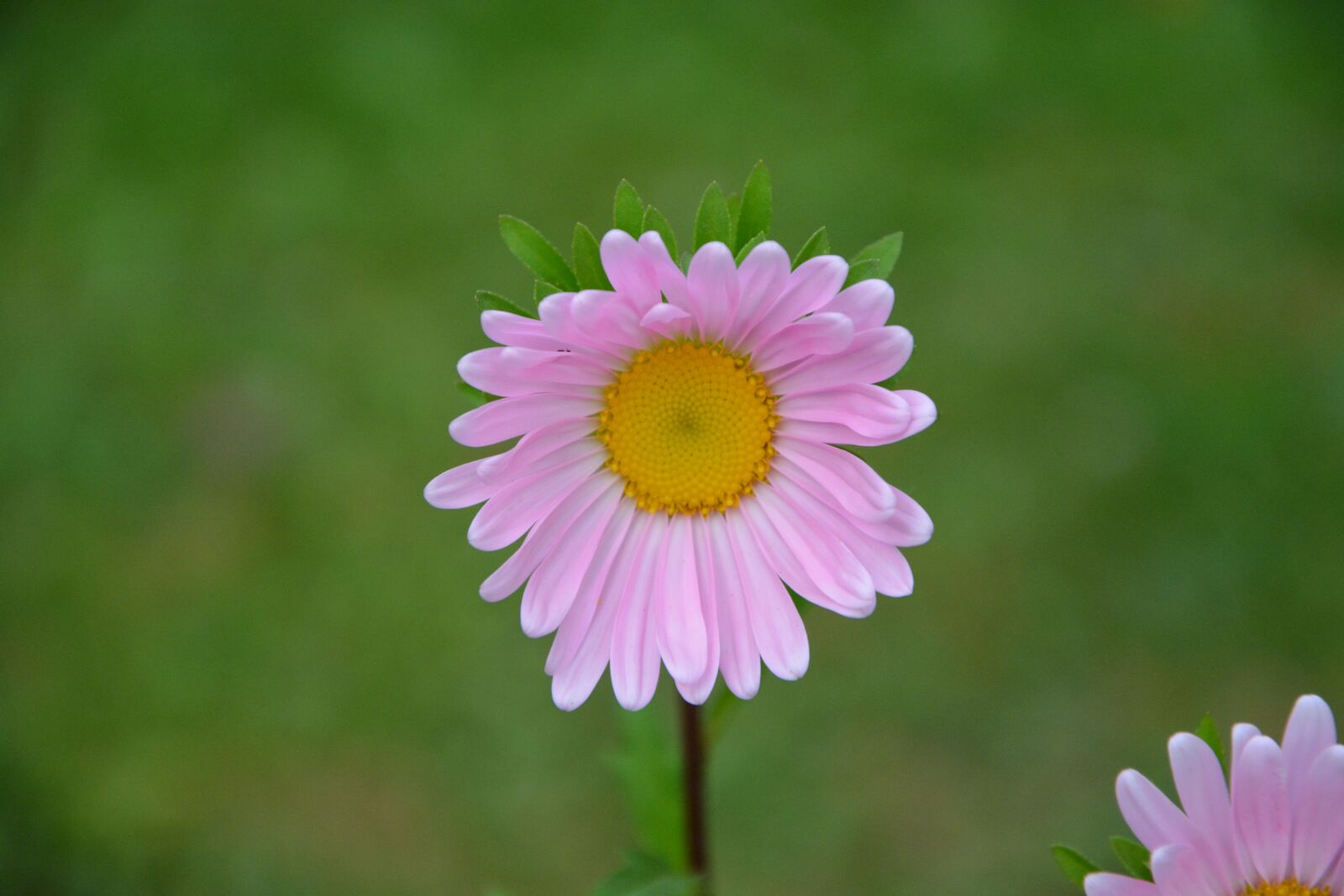 Nikon D5200 sample photo. Flower, pretty, garden photography