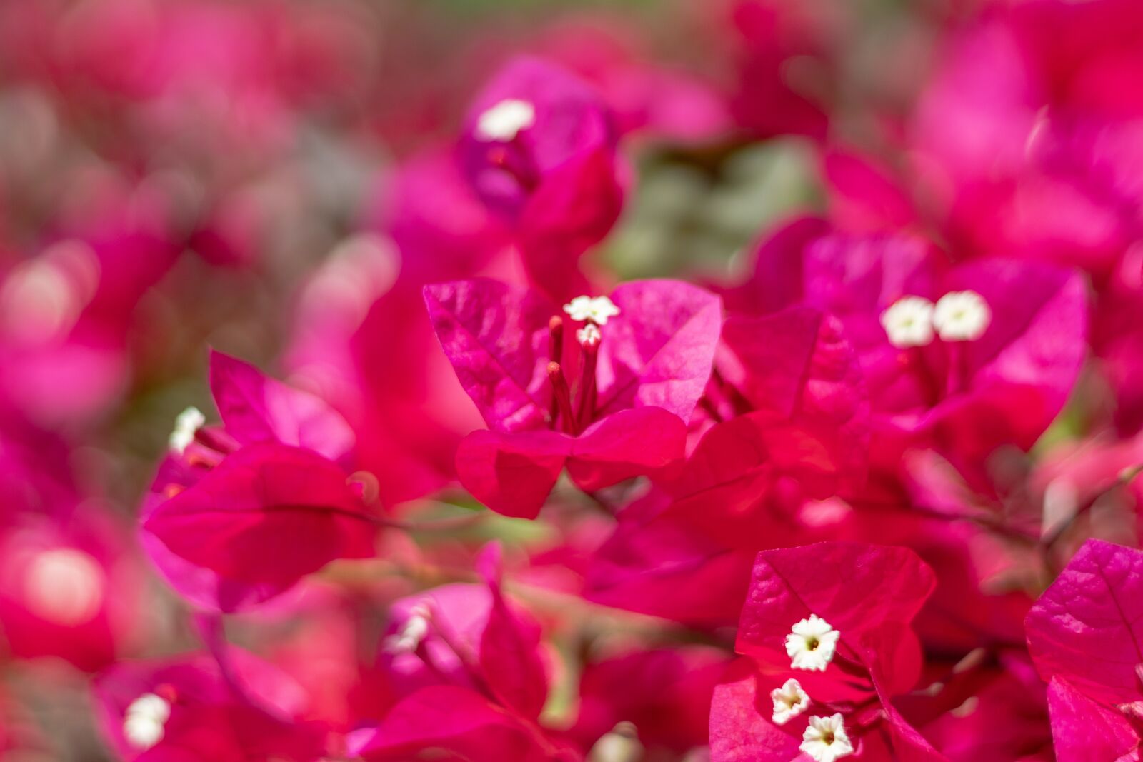 Canon EF 50mm F1.8 STM sample photo. Flowers, pink, bloom photography