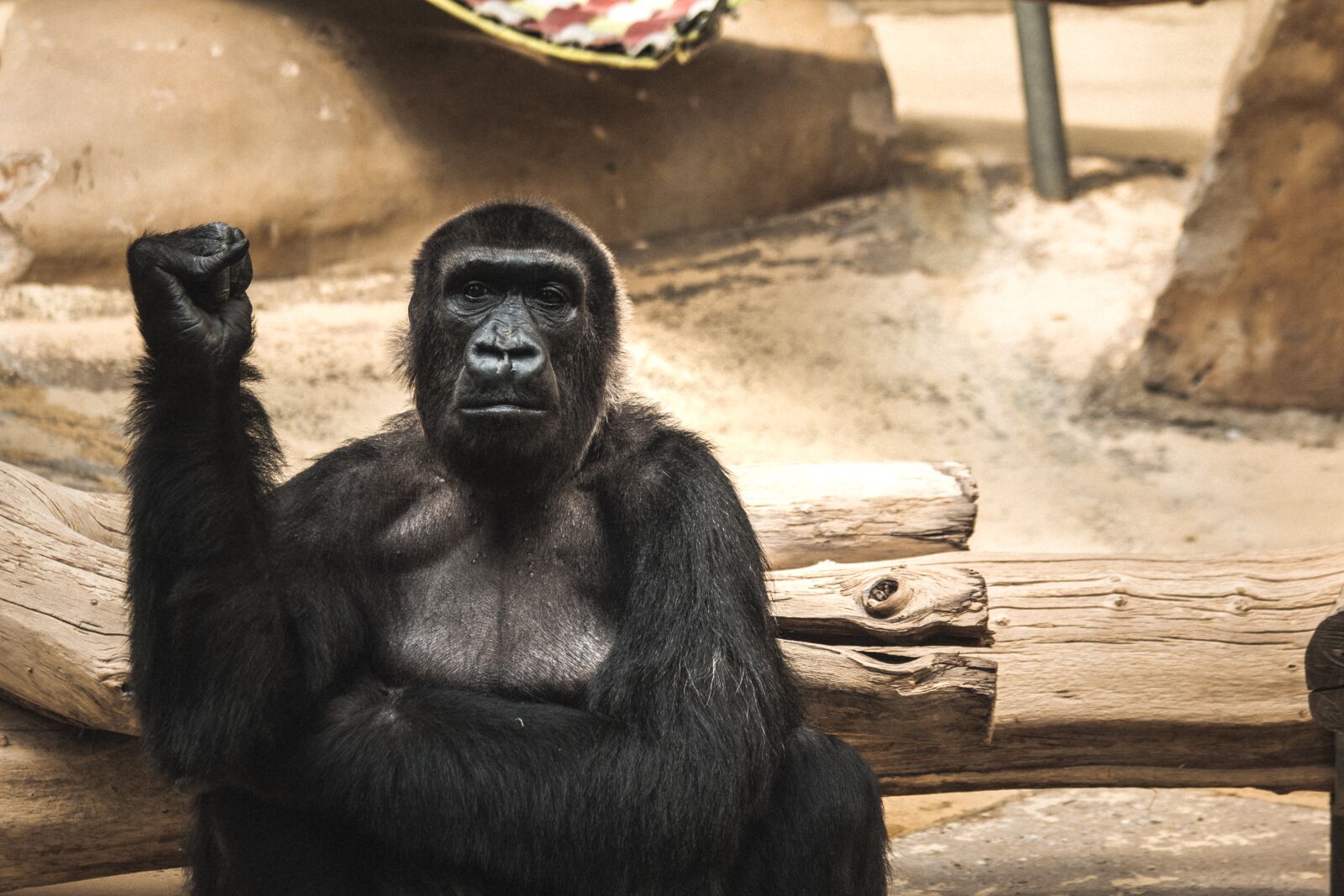 Canon EF 70-300mm F4-5.6 IS USM sample photo. Monkey, zoo, animal photography