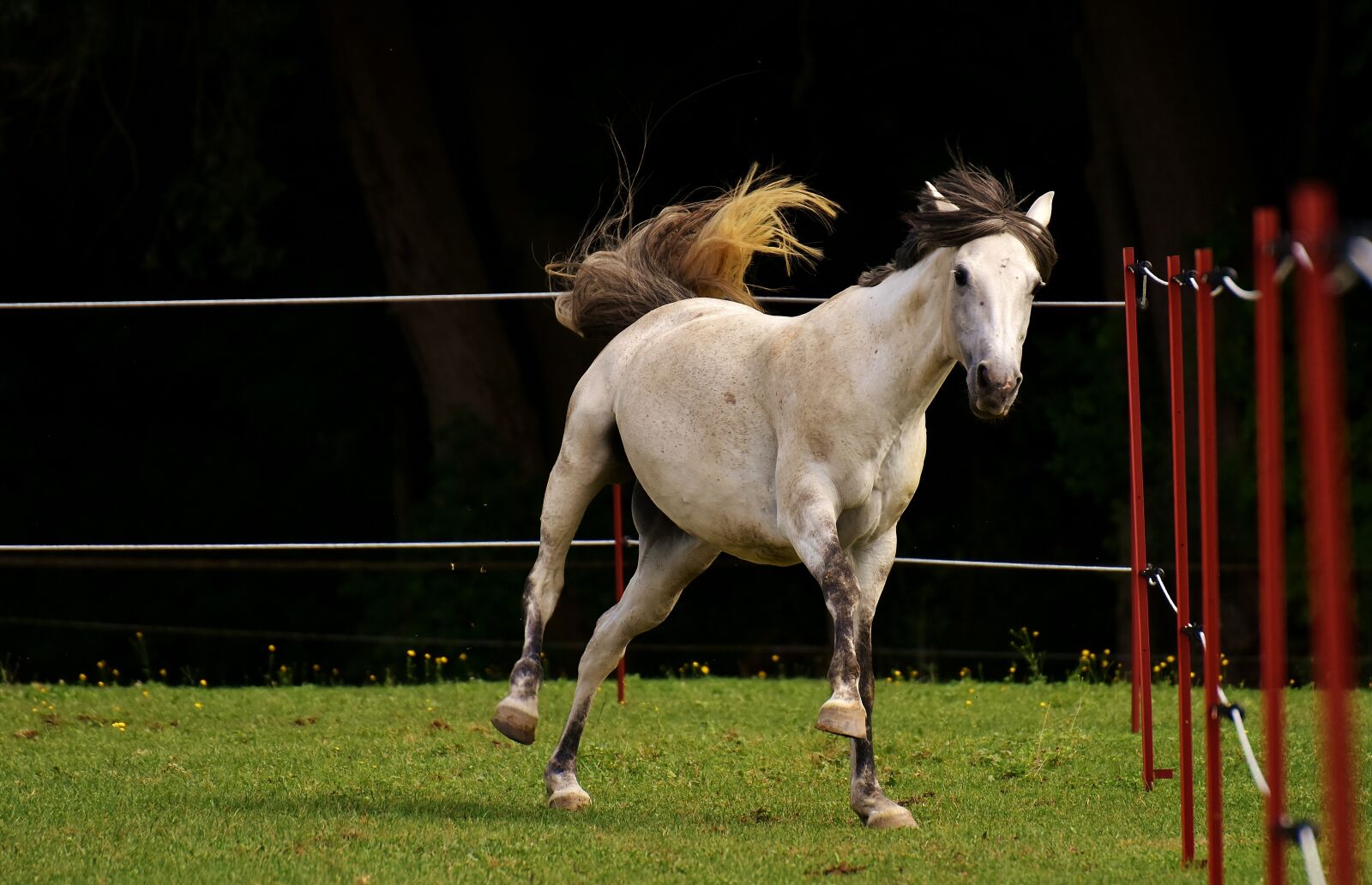 Nikon D7200 sample photo. Mold, horse, love for photography