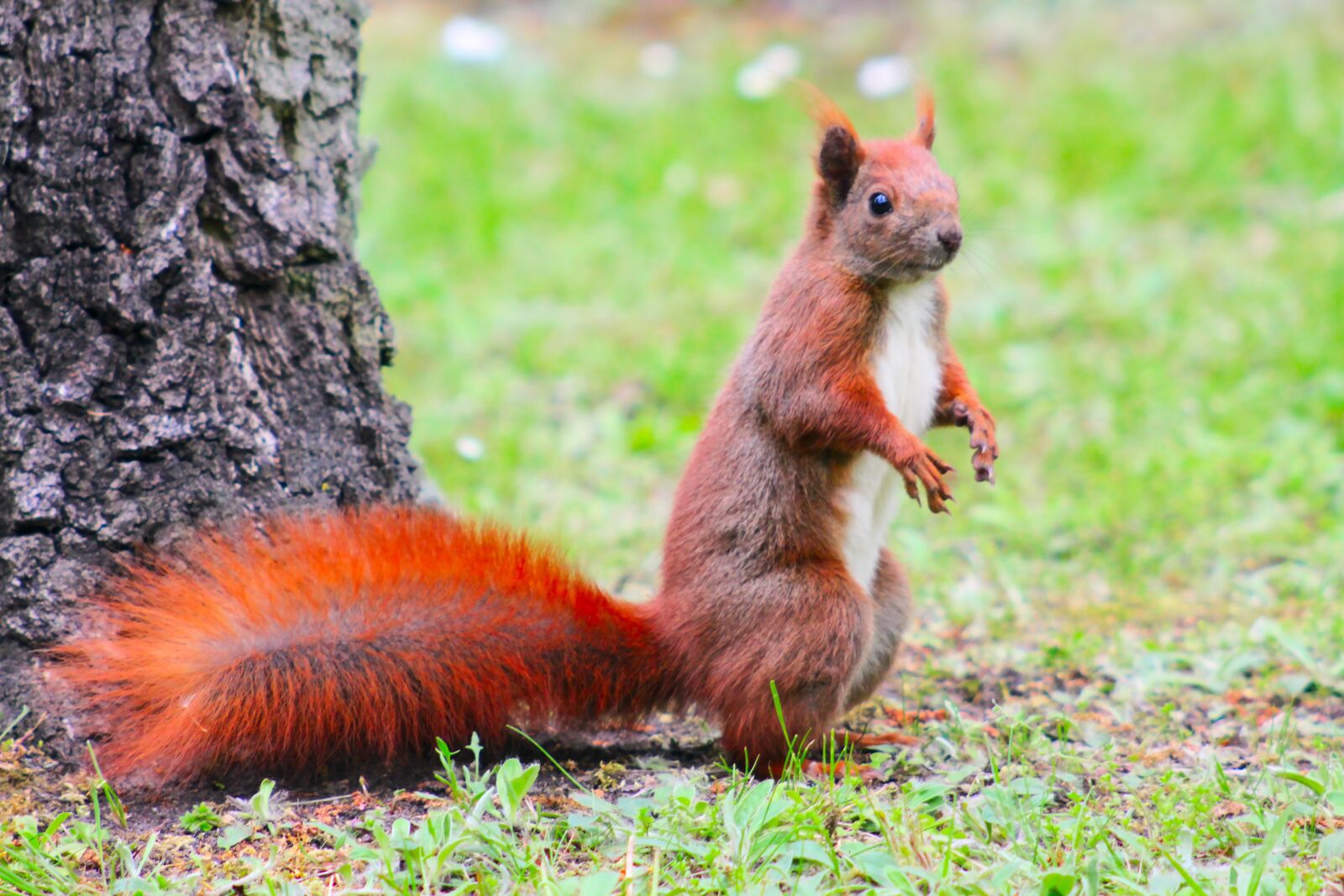 Canon EOS 550D (EOS Rebel T2i / EOS Kiss X4) sample photo. Eurasian squirrel, nature, animal photography
