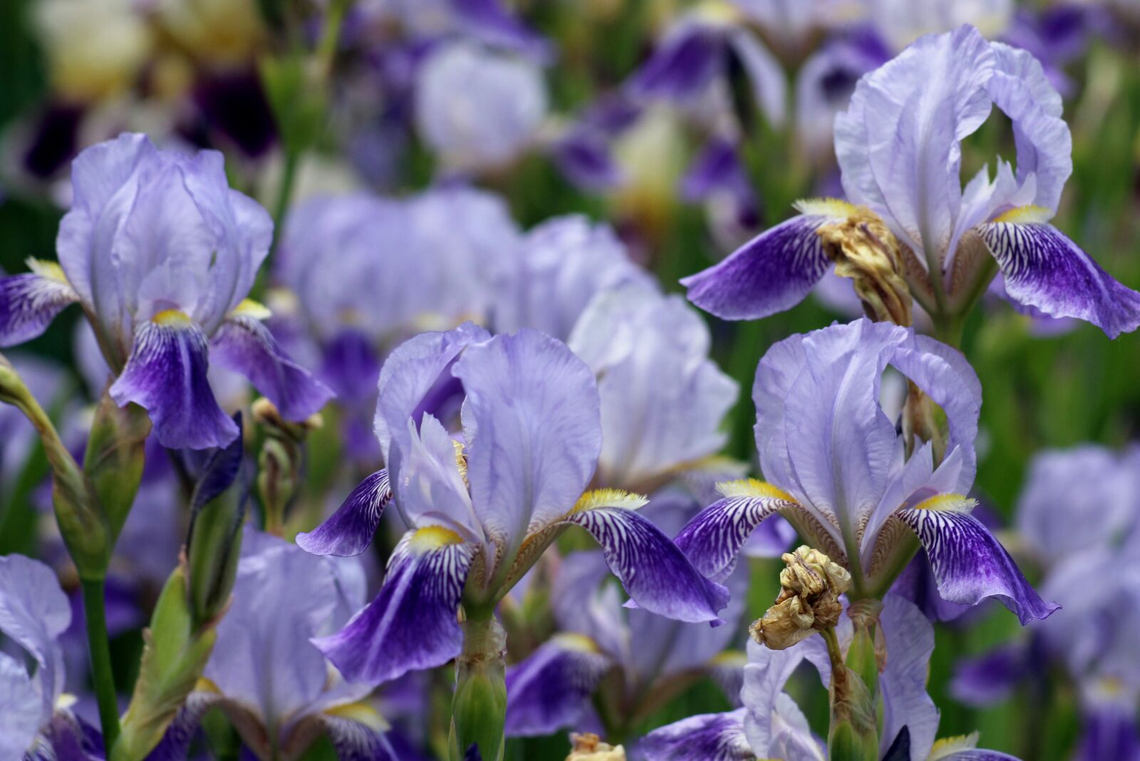 Canon EOS 1200D (EOS Rebel T5 / EOS Kiss X70 / EOS Hi) sample photo. Irises, flowers, violet photography