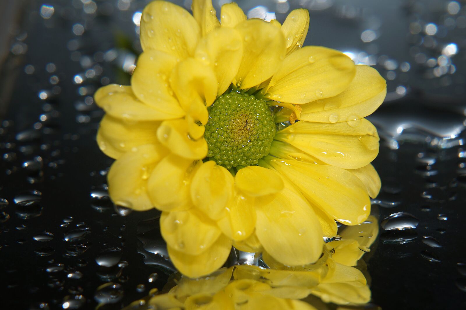 Sony Alpha NEX-F3 + Sony E 18-55mm F3.5-5.6 OSS sample photo. Chrysanthemum, yellow flowers, tansy photography