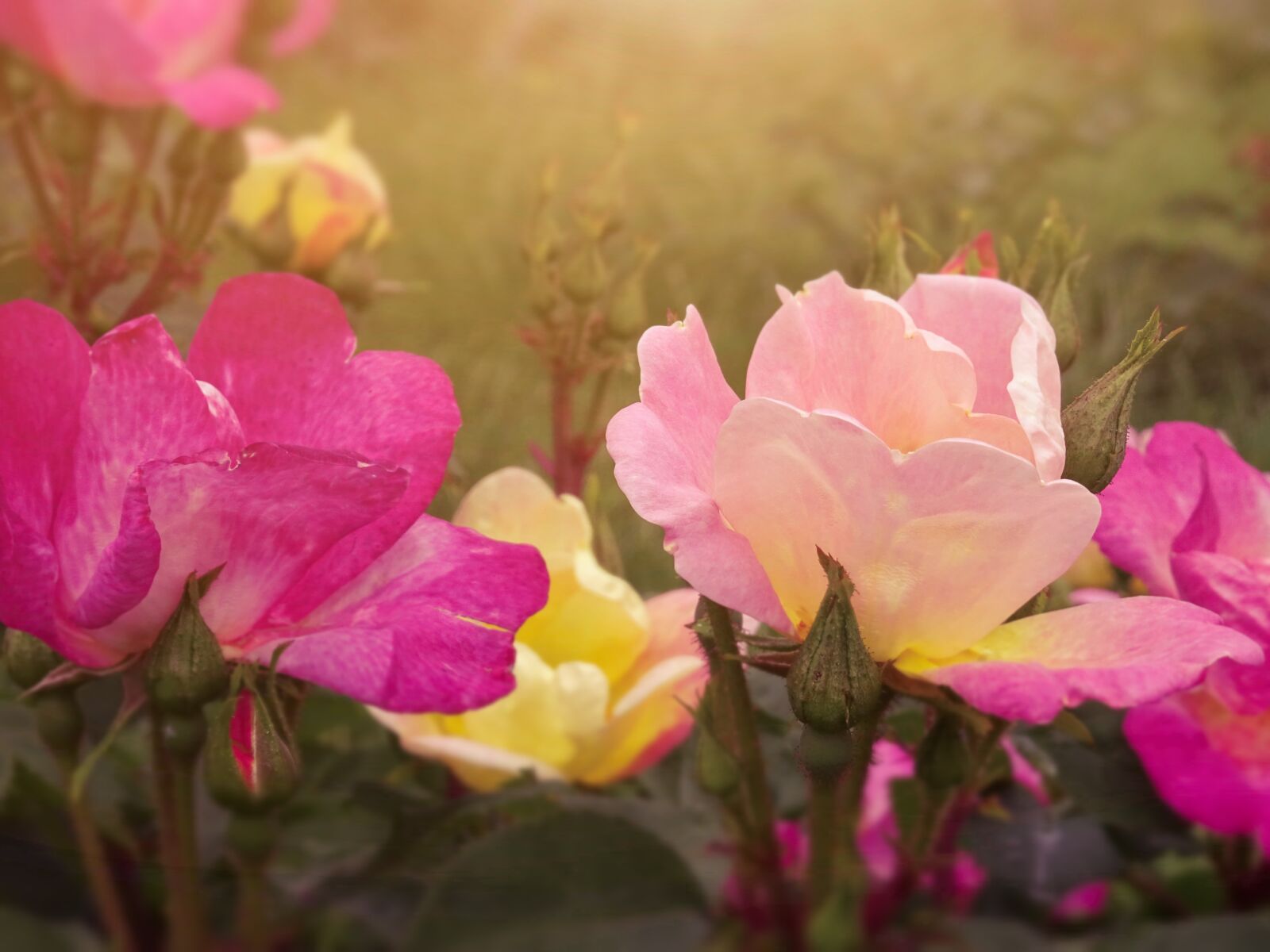 Sony DSC-HX60V sample photo. Roses, colors, romantic photography