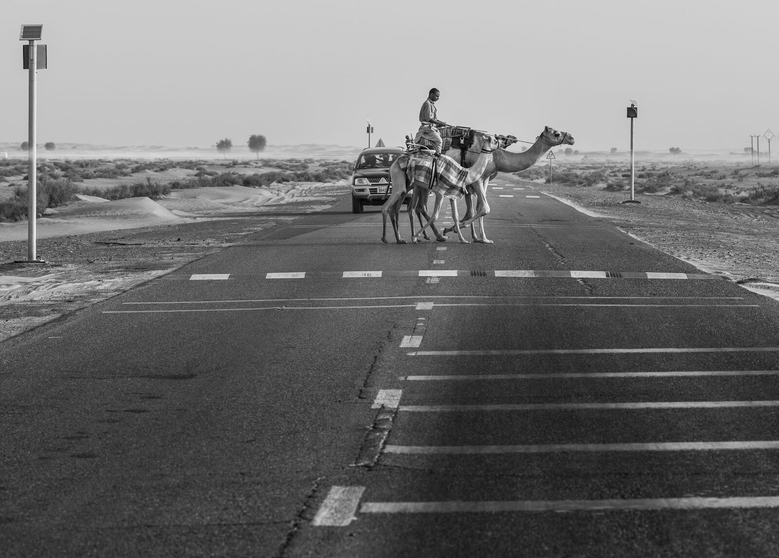Canon EF 135mm F2L USM sample photo. Camels, road, desert photography