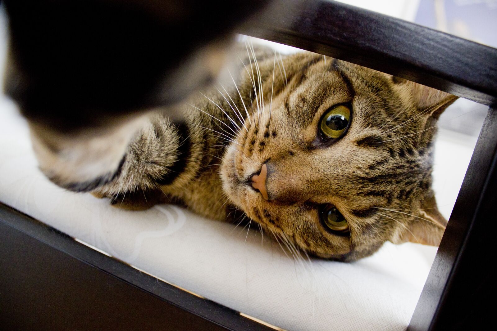Canon EF-S 18-55mm F3.5-5.6 IS sample photo. Cat, cats, animals photography