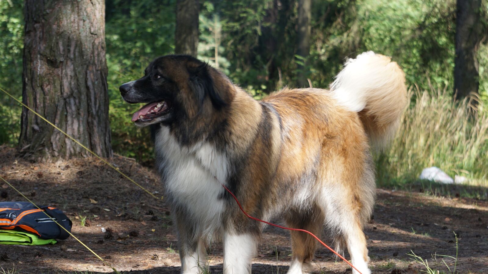 Sony E 55-210mm F4.5-6.3 OSS sample photo. Dog, camp, camping photography