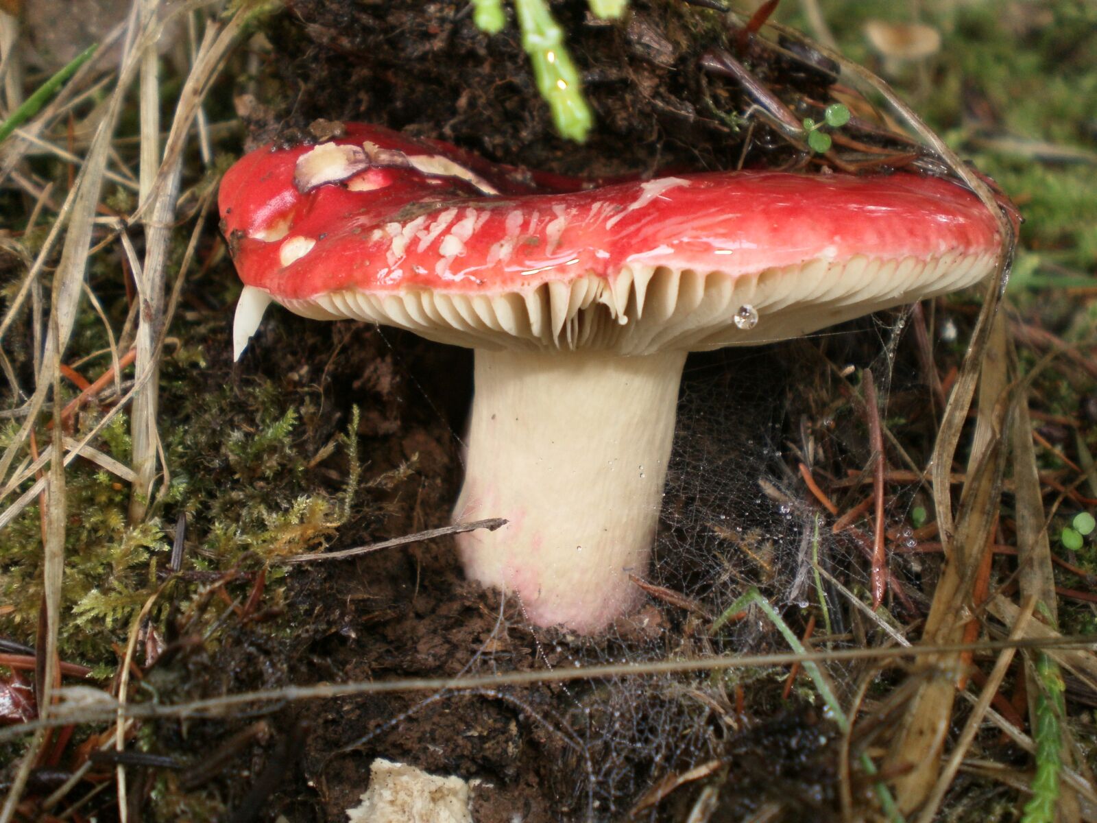 Olympus T10,X27 sample photo. Mushroom, autumn, fungus photography