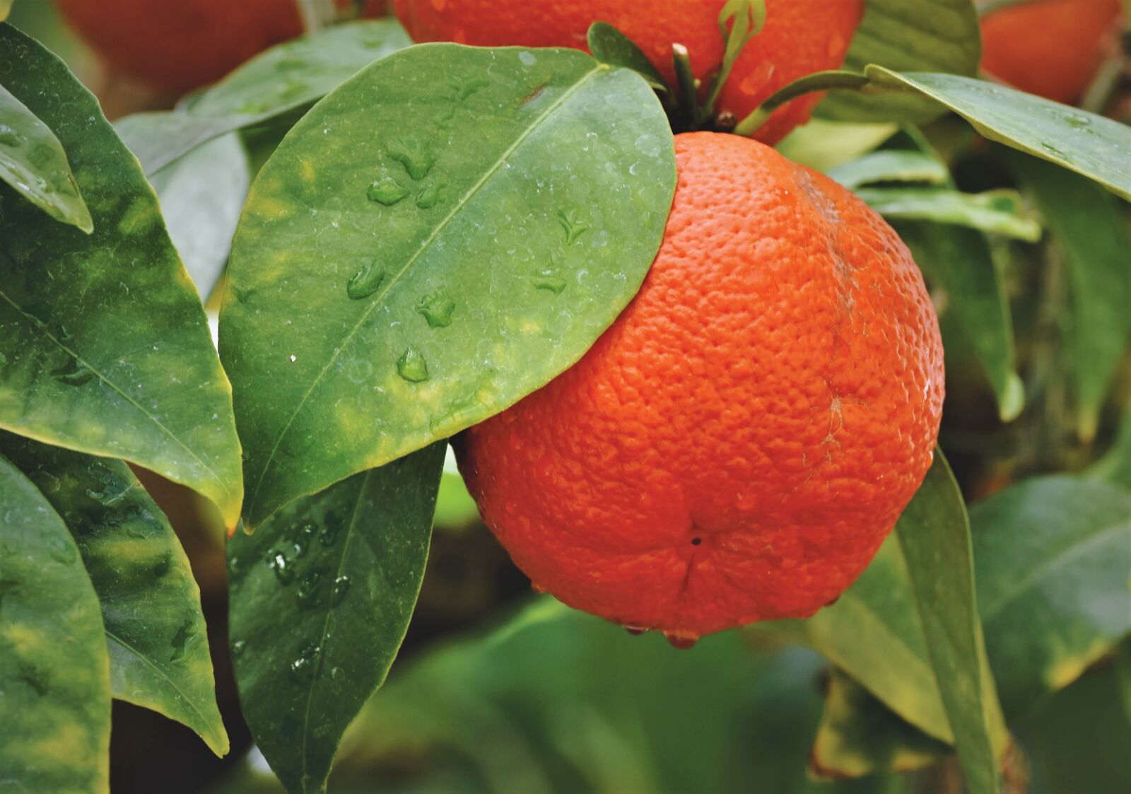 Nikon D7200 sample photo. Oranges, orange, orange tree photography