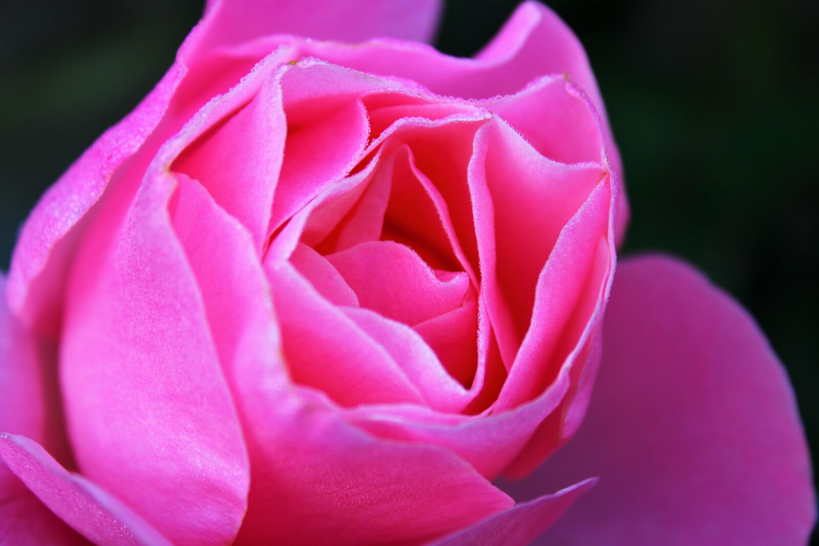 Canon EOS 2000D (EOS Rebel T7 / EOS Kiss X90 / EOS 1500D) sample photo. Pink rose, rose, feeling photography
