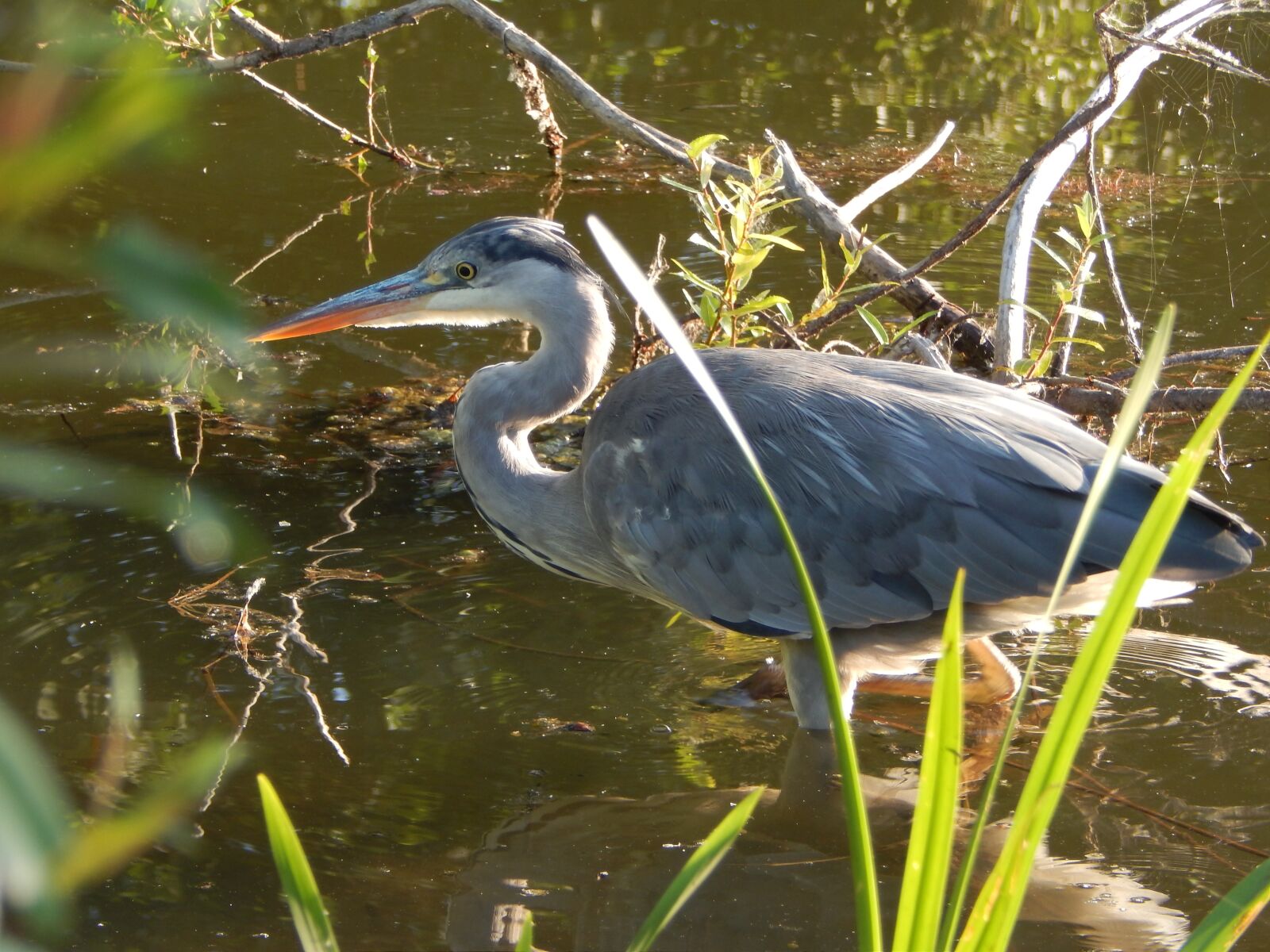 Nikon Coolpix L820 sample photo. Heron, bird, stalking photography