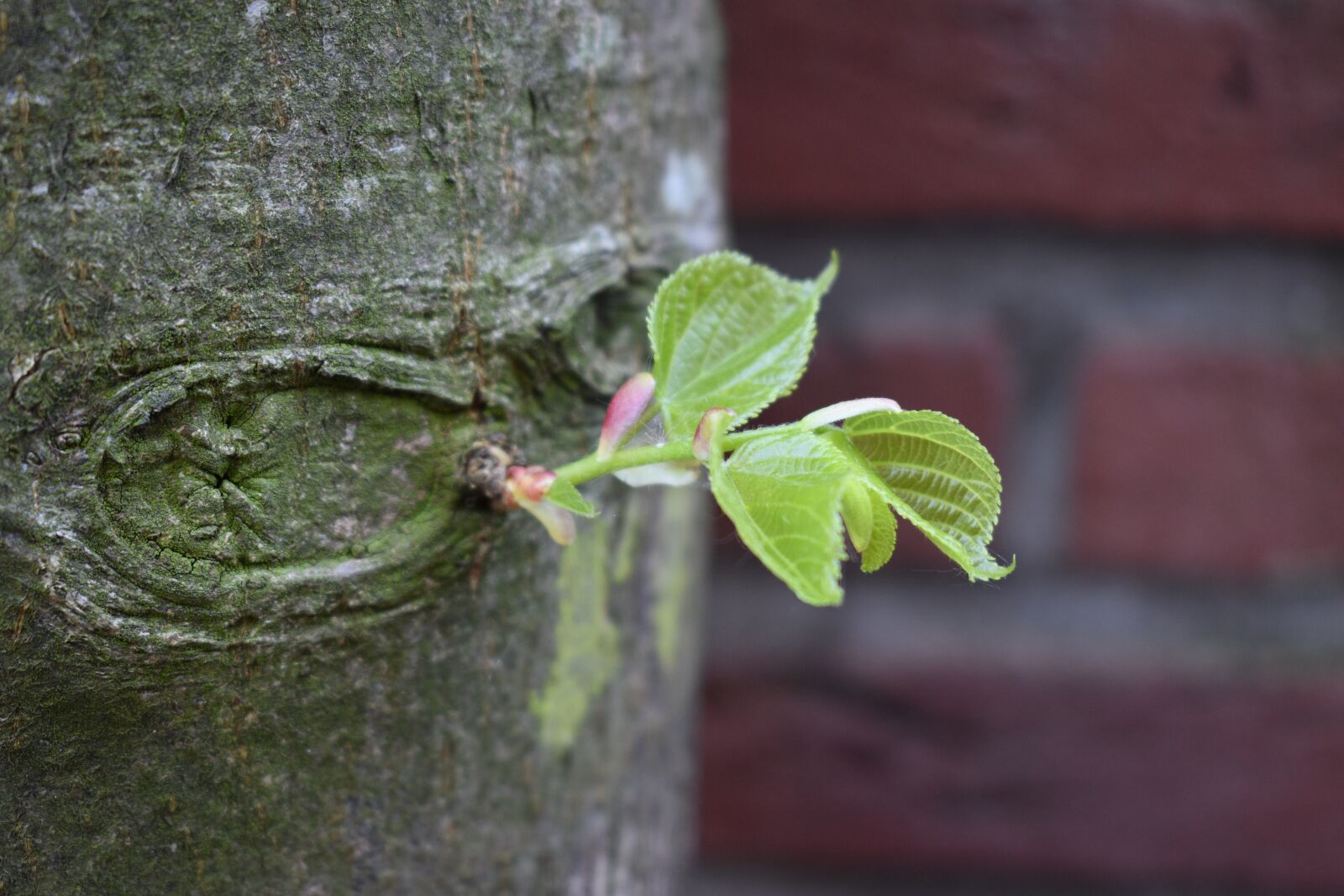 Nikon D5600 sample photo. Tree, nature, growing photography