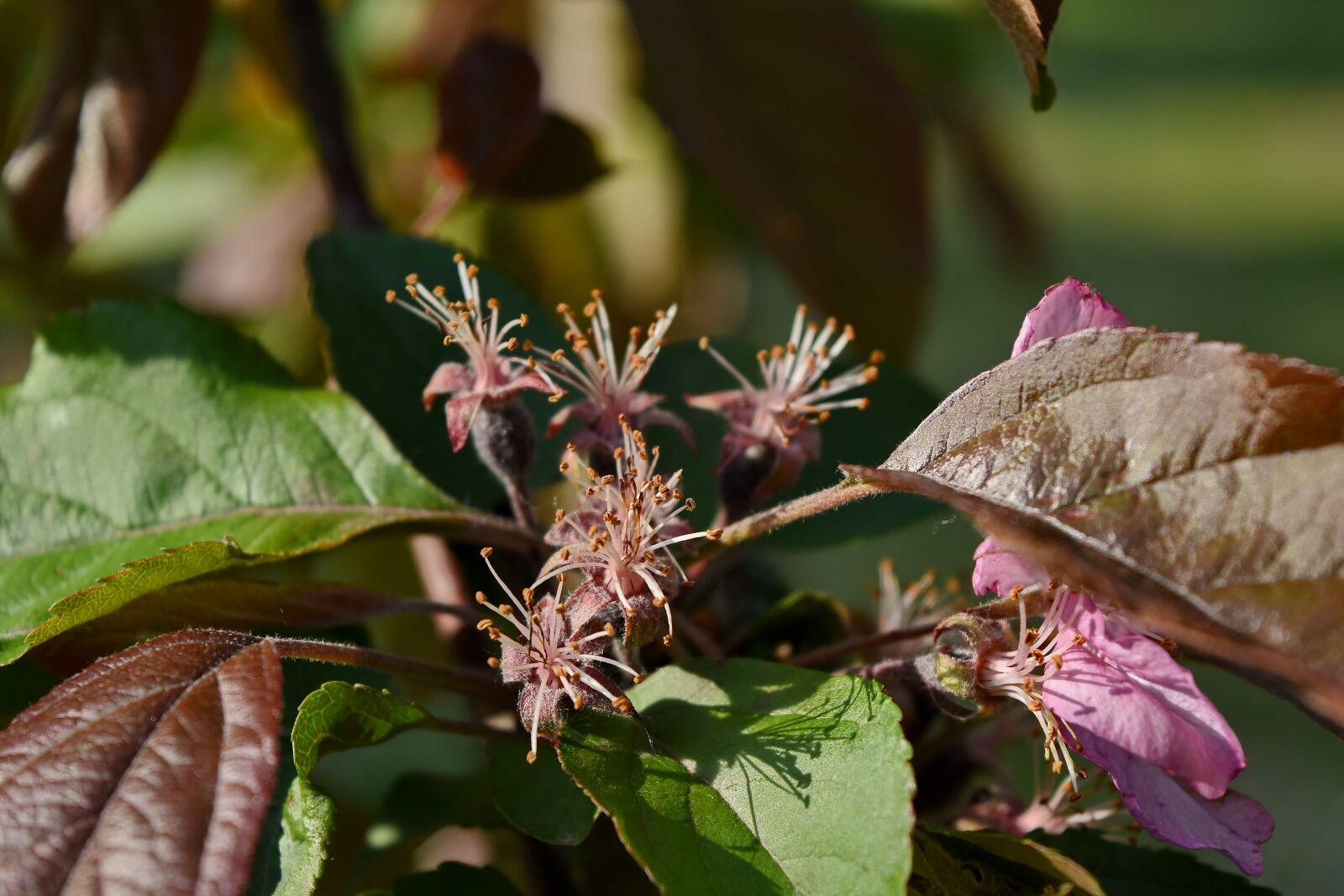 Nikon D5500 sample photo. Tree, plant, leaf, herb photography