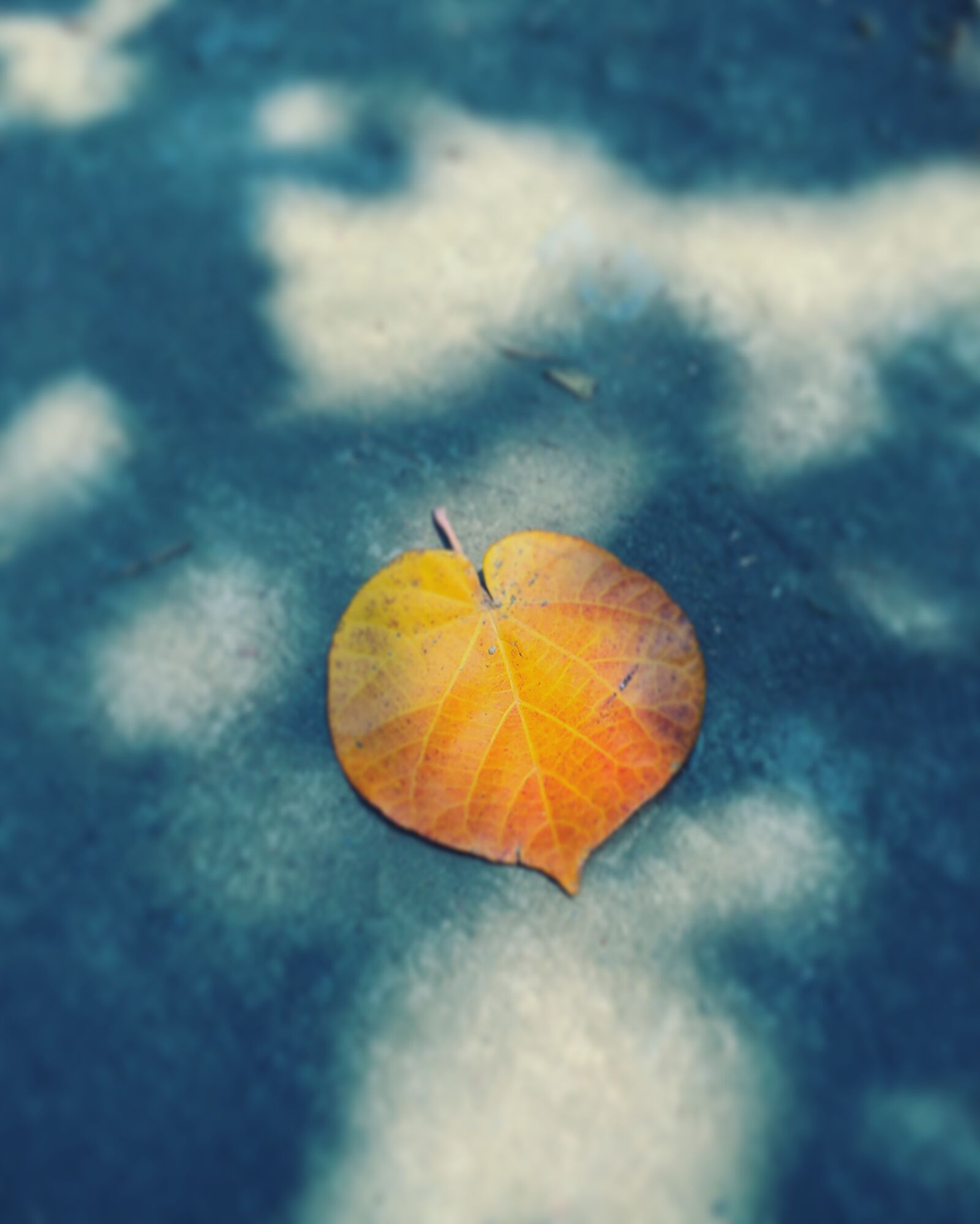 Apple iPhone 6s sample photo. Lifestyle, shadow, leaf photography