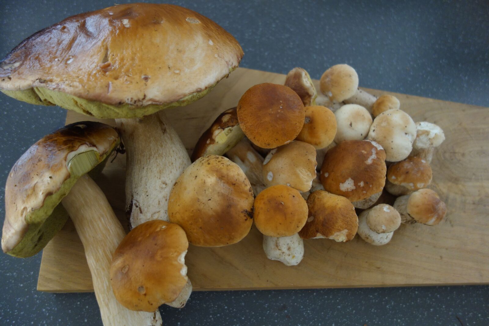 Sony Cyber-shot DSC-RX100 sample photo. Porcini mushrooms, mushrooms, mushroom photography