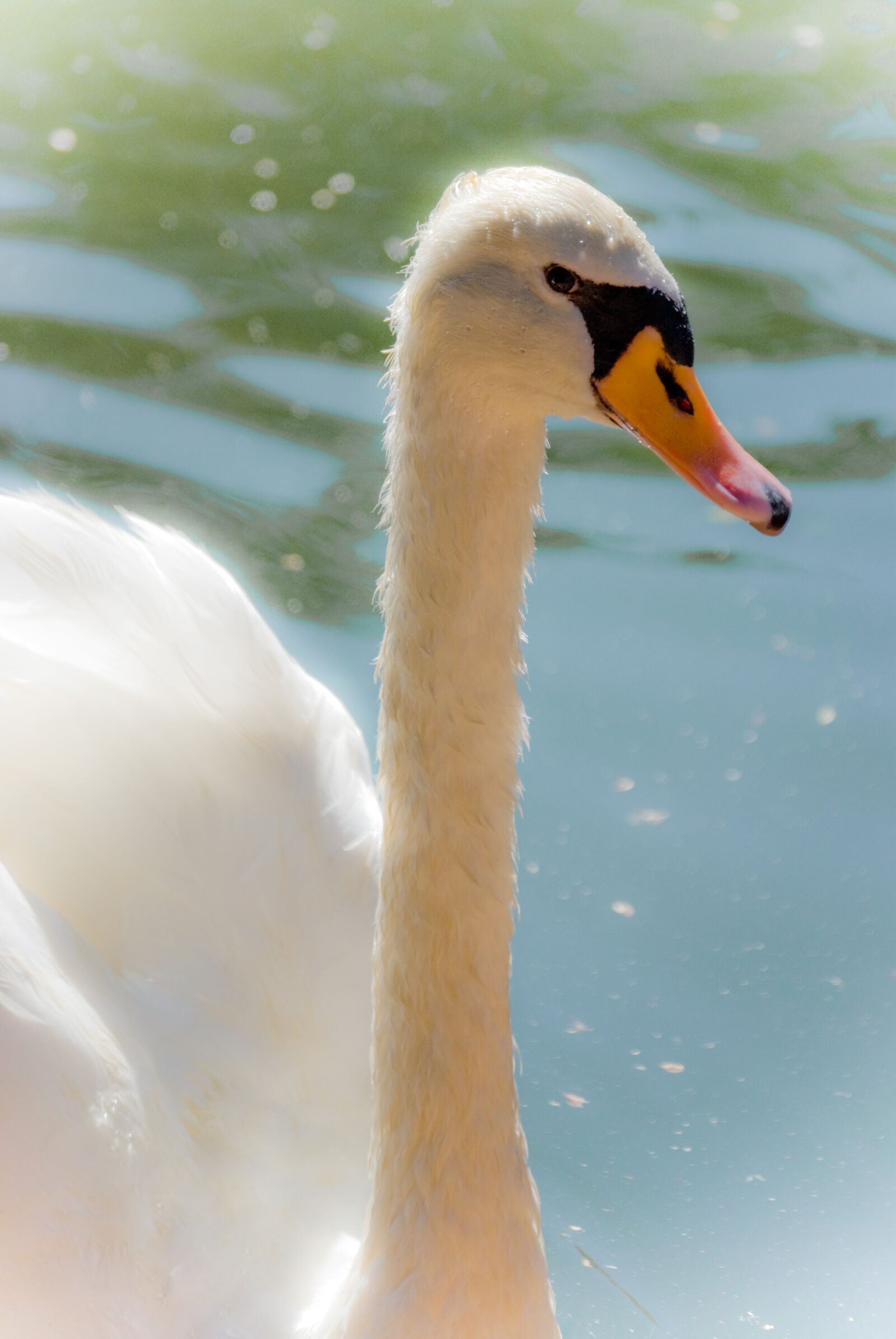 Nikon D60 sample photo. White, swan, nature photography