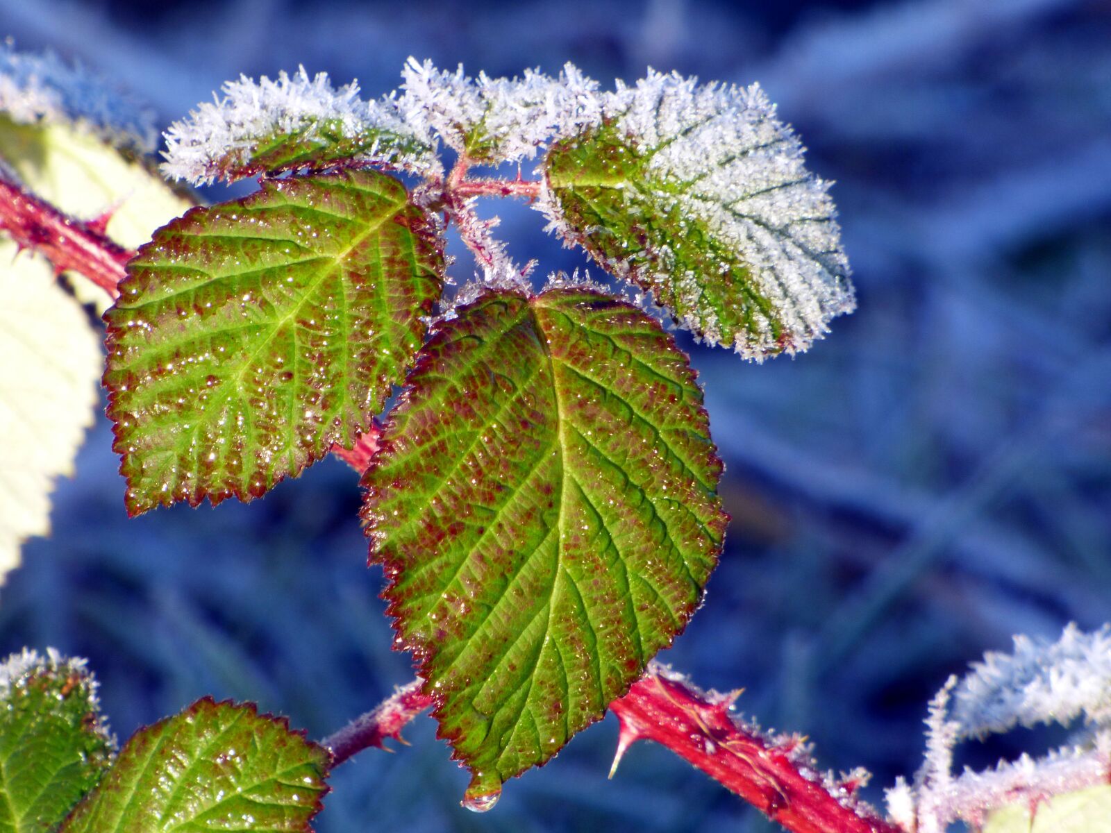 Panasonic DMC-FZ72 sample photo. Leaf, gel, cold photography