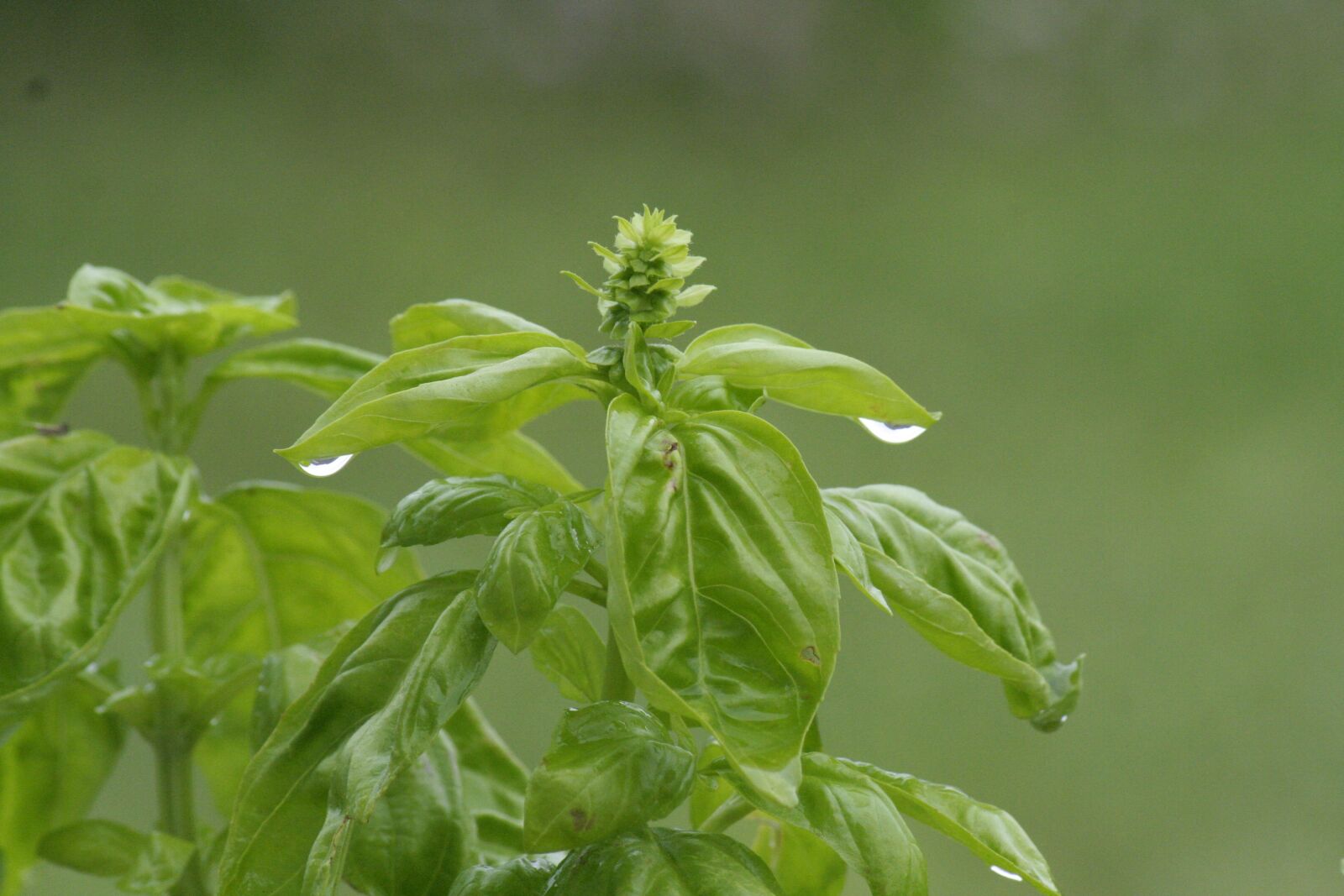 Canon EOS 350D (EOS Digital Rebel XT / EOS Kiss Digital N) sample photo. Basil, plant, green photography