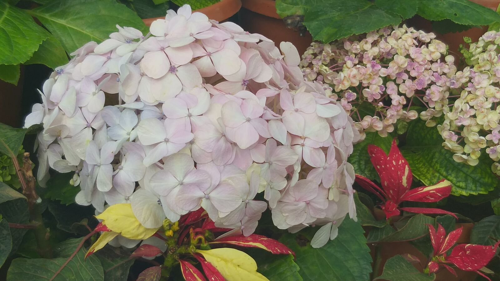 Samsung Galaxy J8 sample photo. White, idly, flower photography