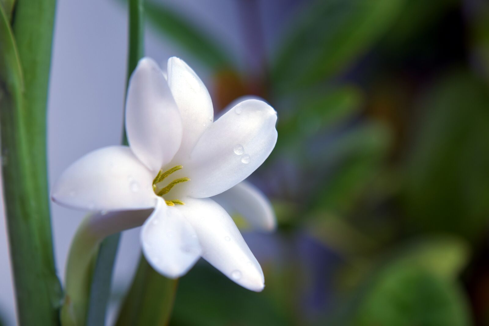 Nikon D5300 sample photo. Craft flower, white, nature photography